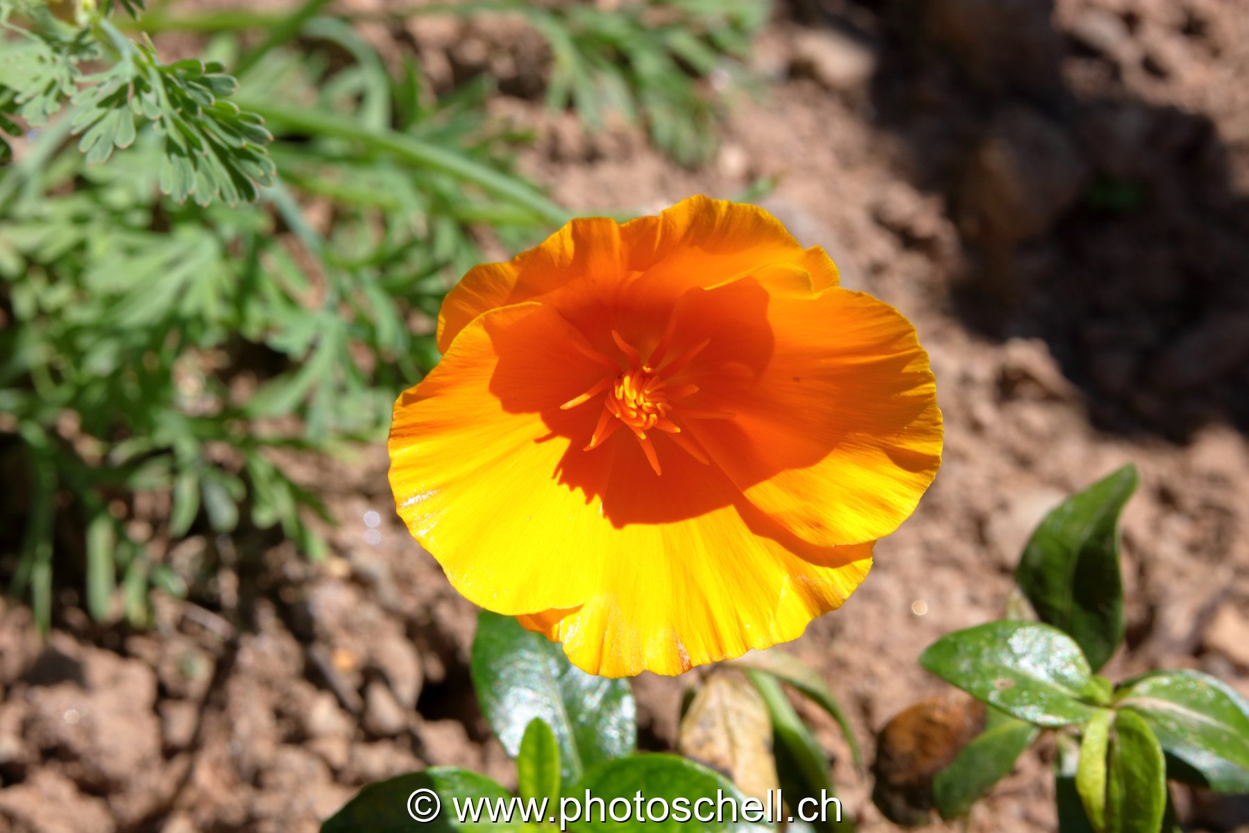 Fleur