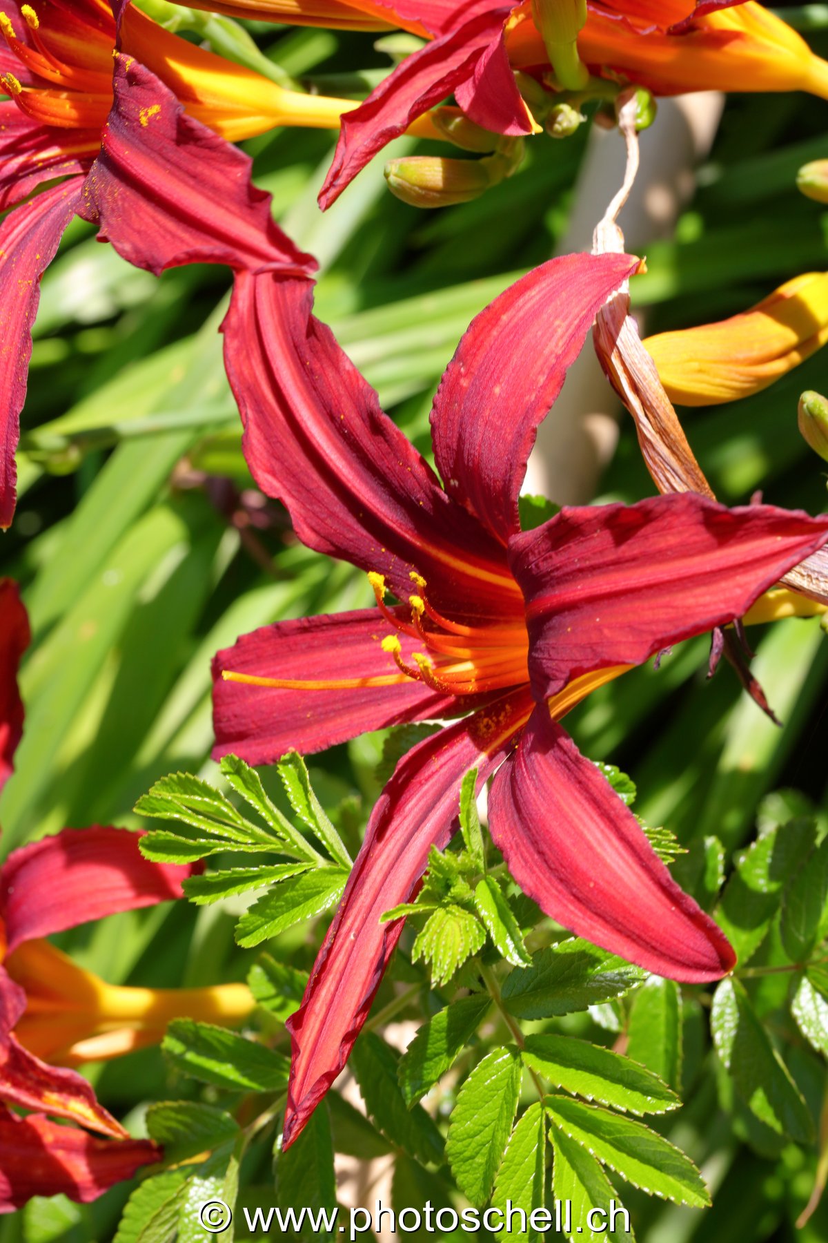 Lys