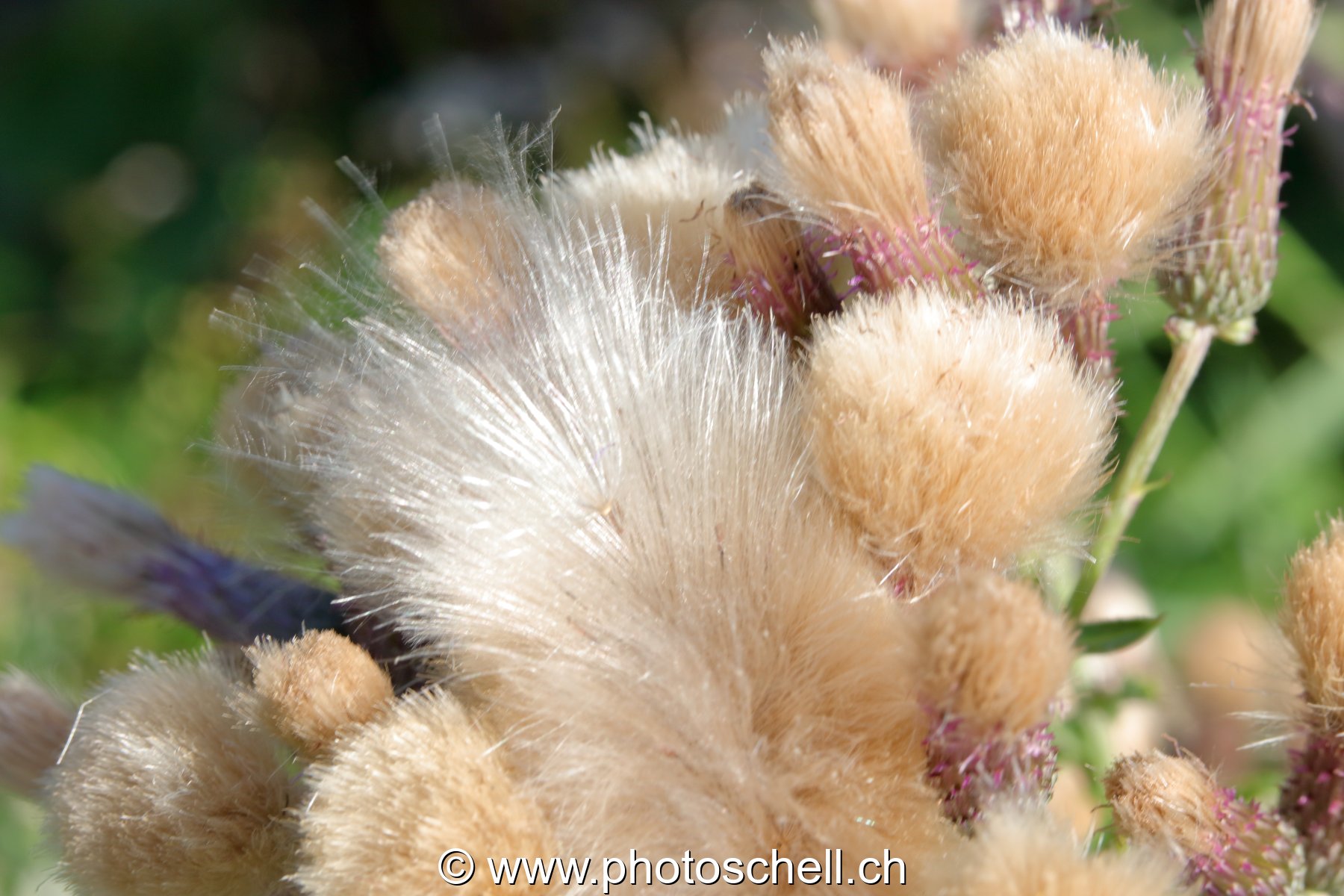 Fleurs séchées