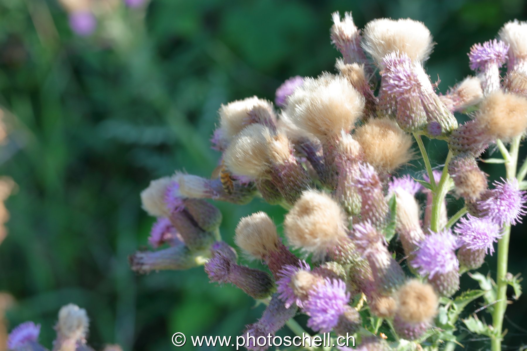 Fleurs séchées
