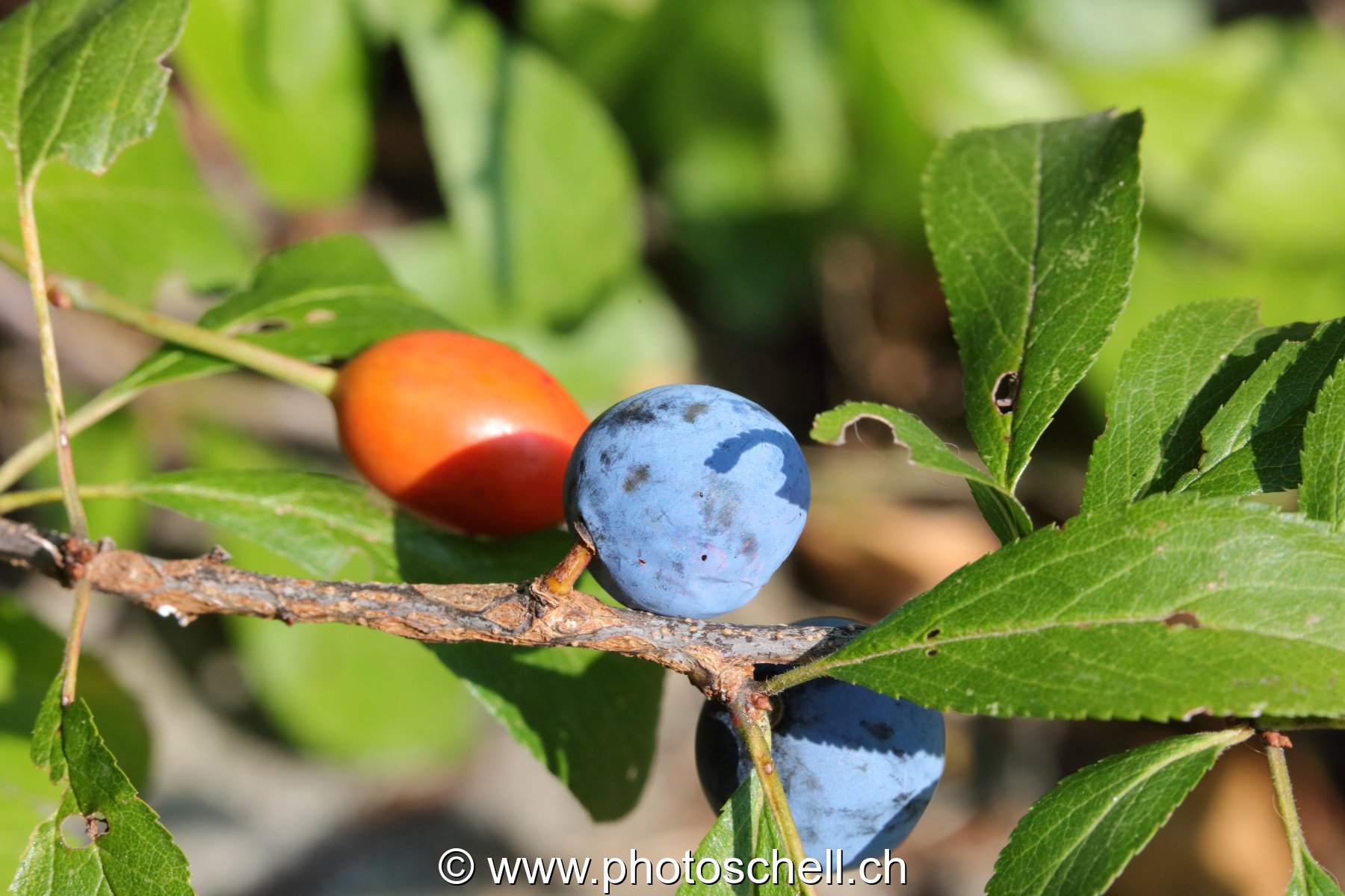 Fruits