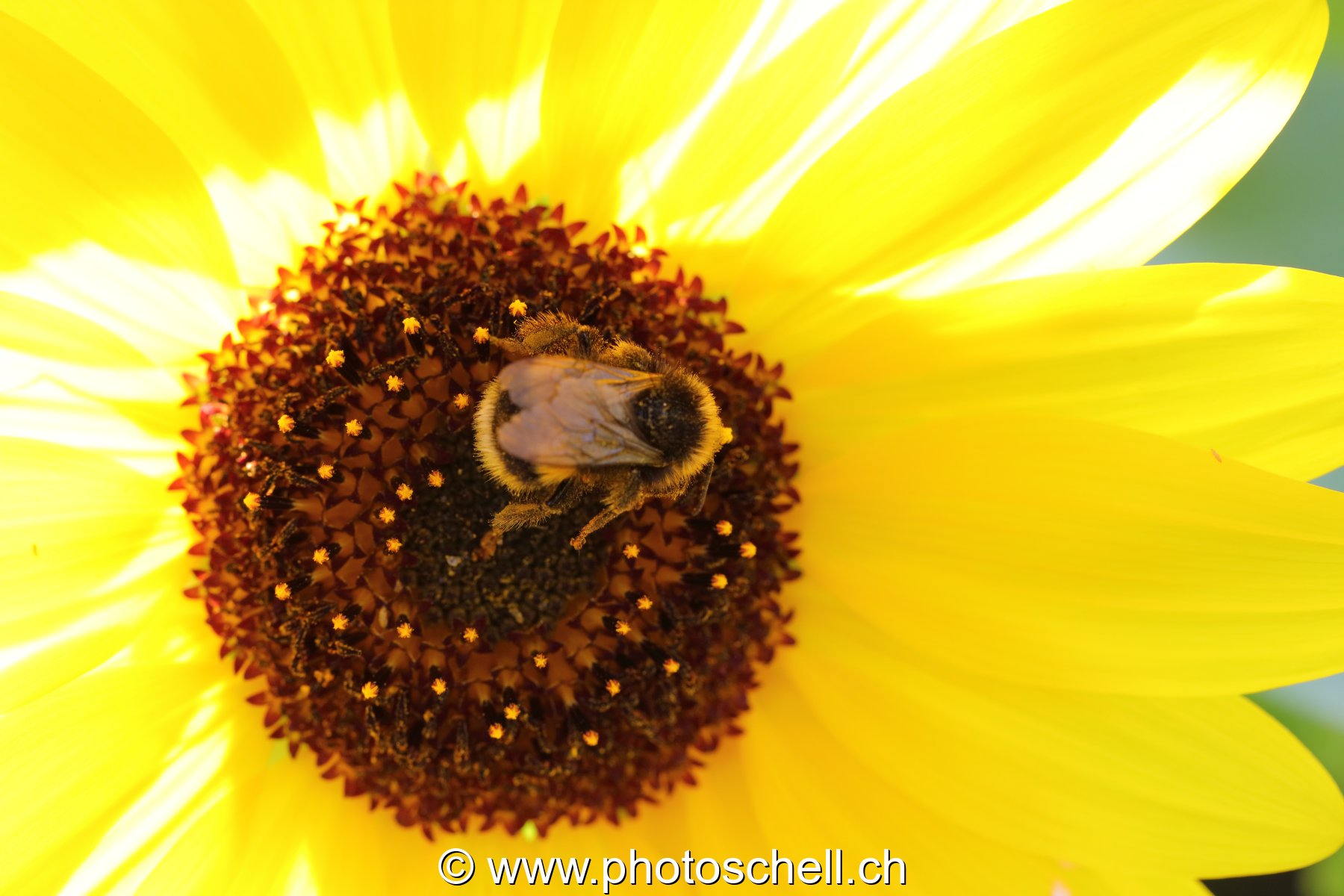 Bourdon glânant du pollen