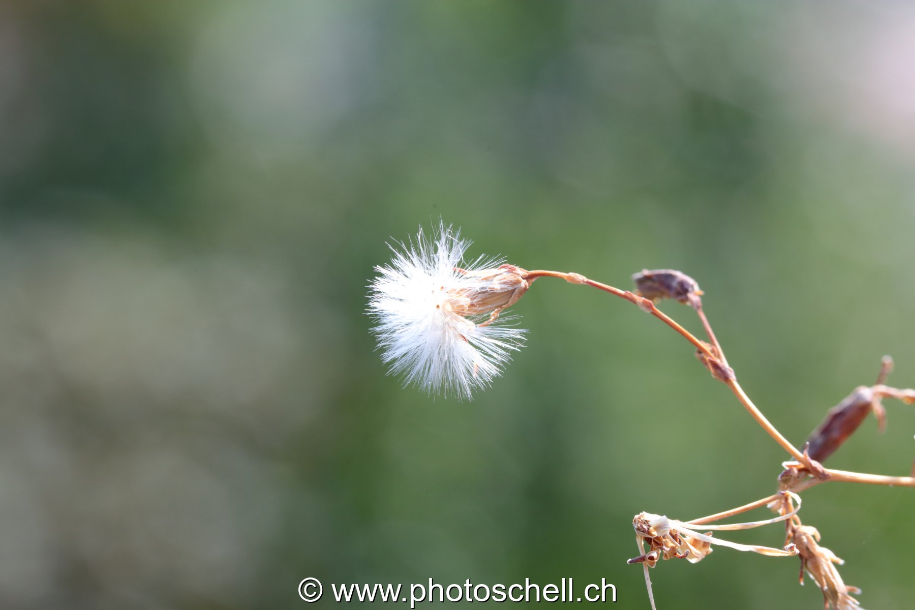 Pistils blancs (macro)
