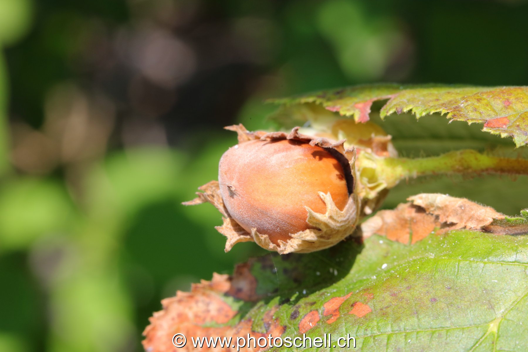 Noisette