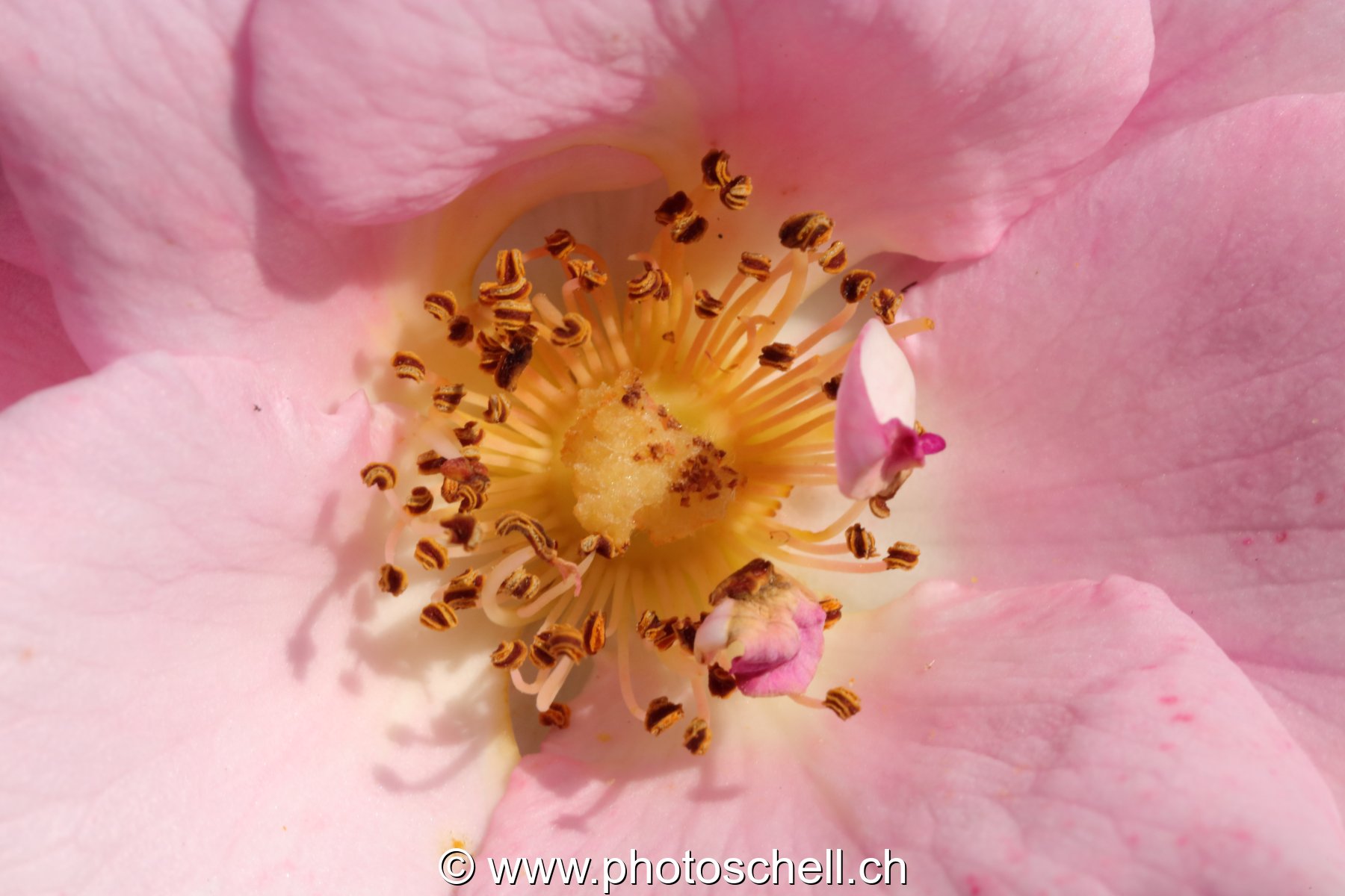 Pistils (macro)