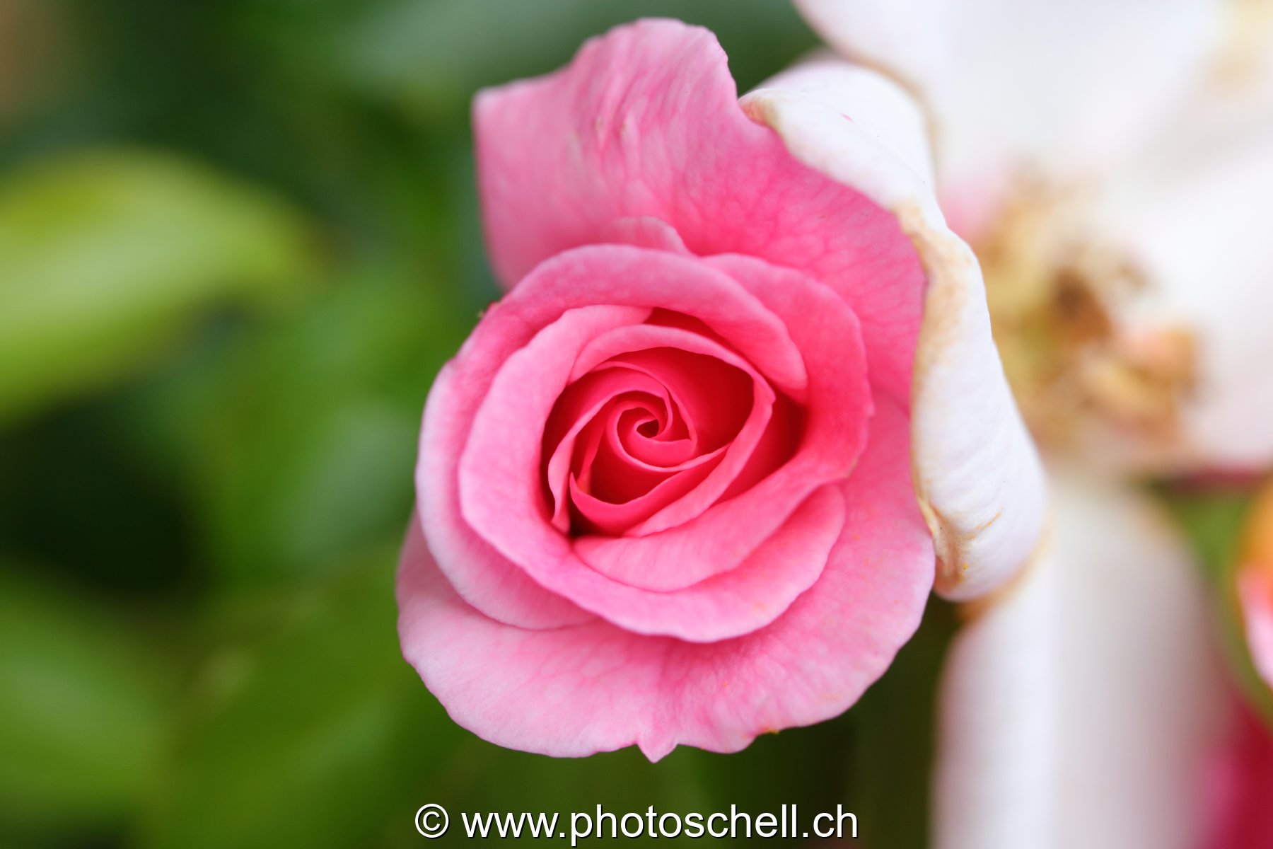Rose en train de s'ouvrir