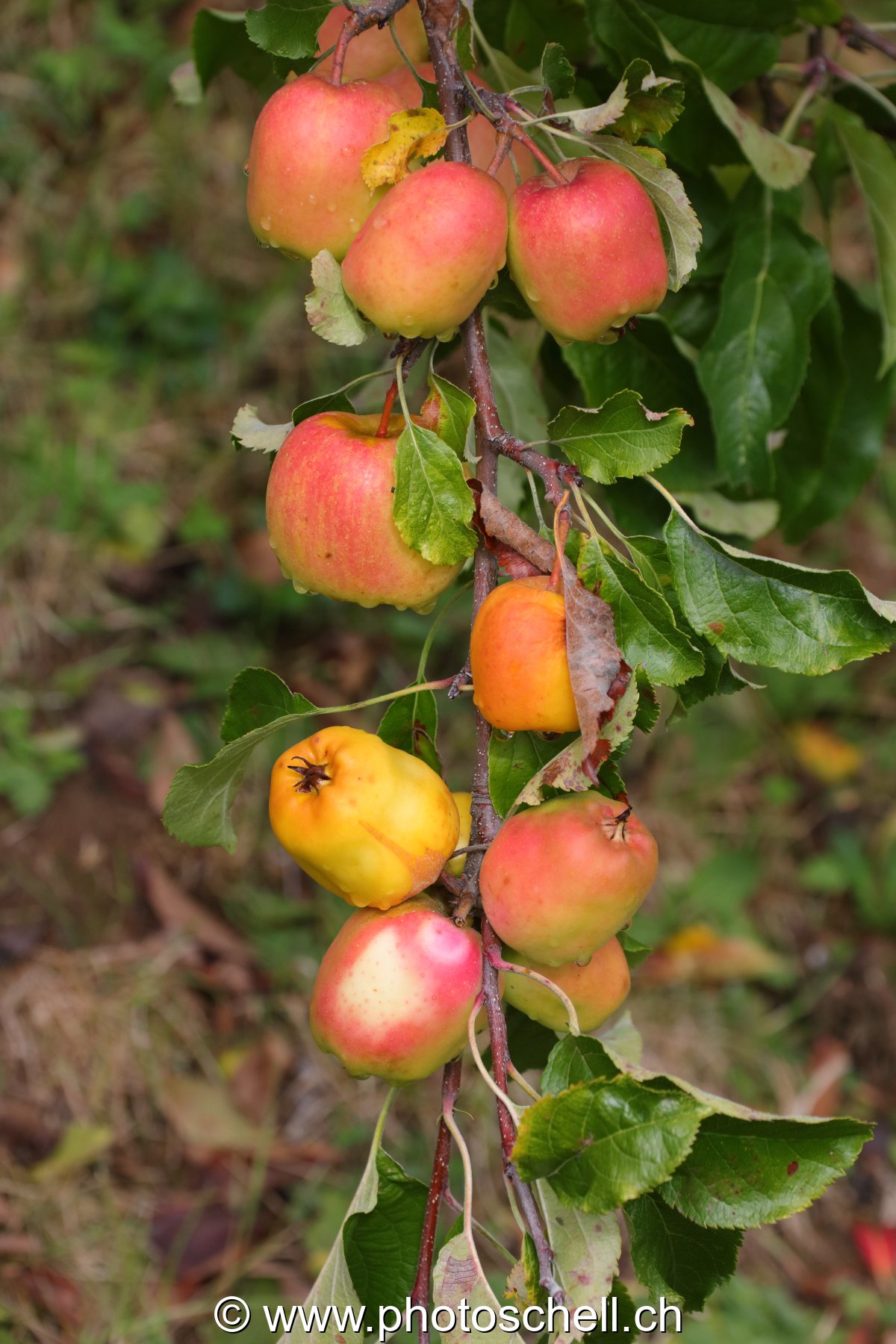 Pommes mouillées