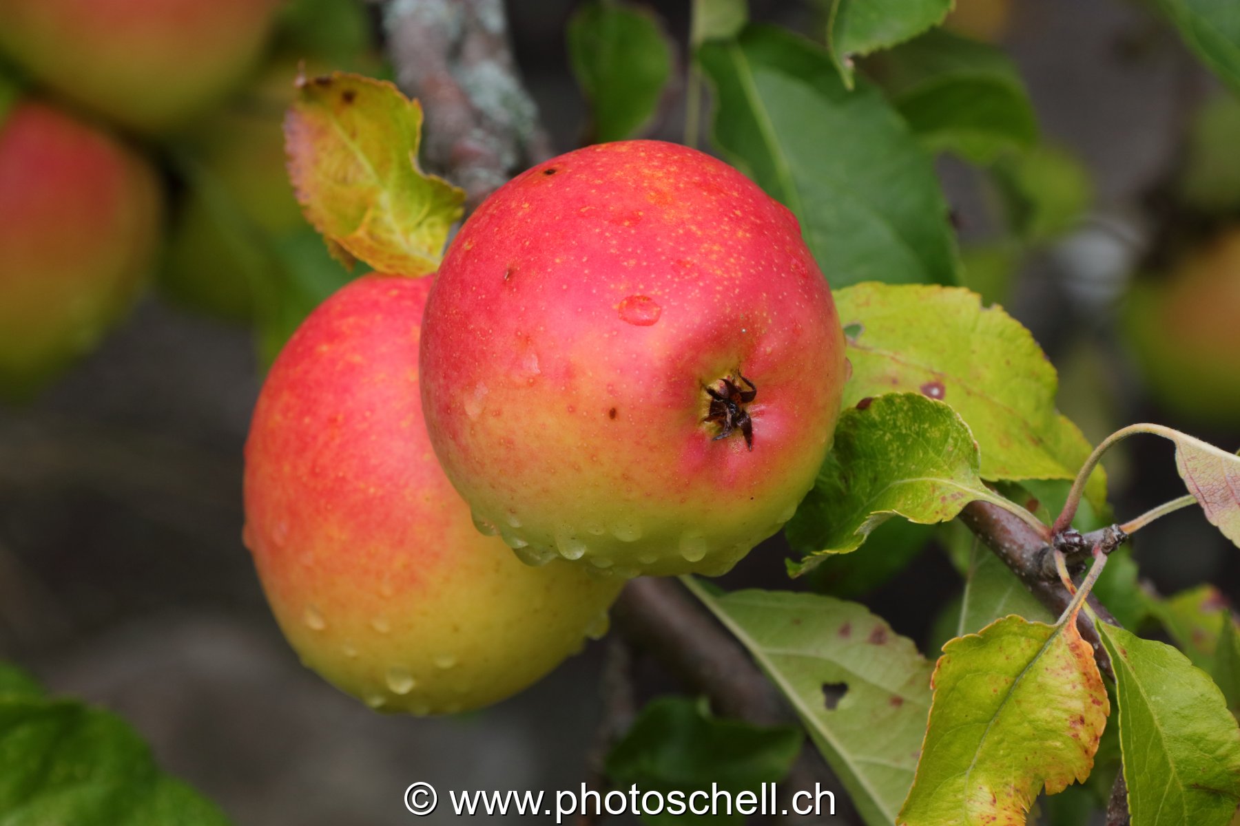 Pommes mouillées