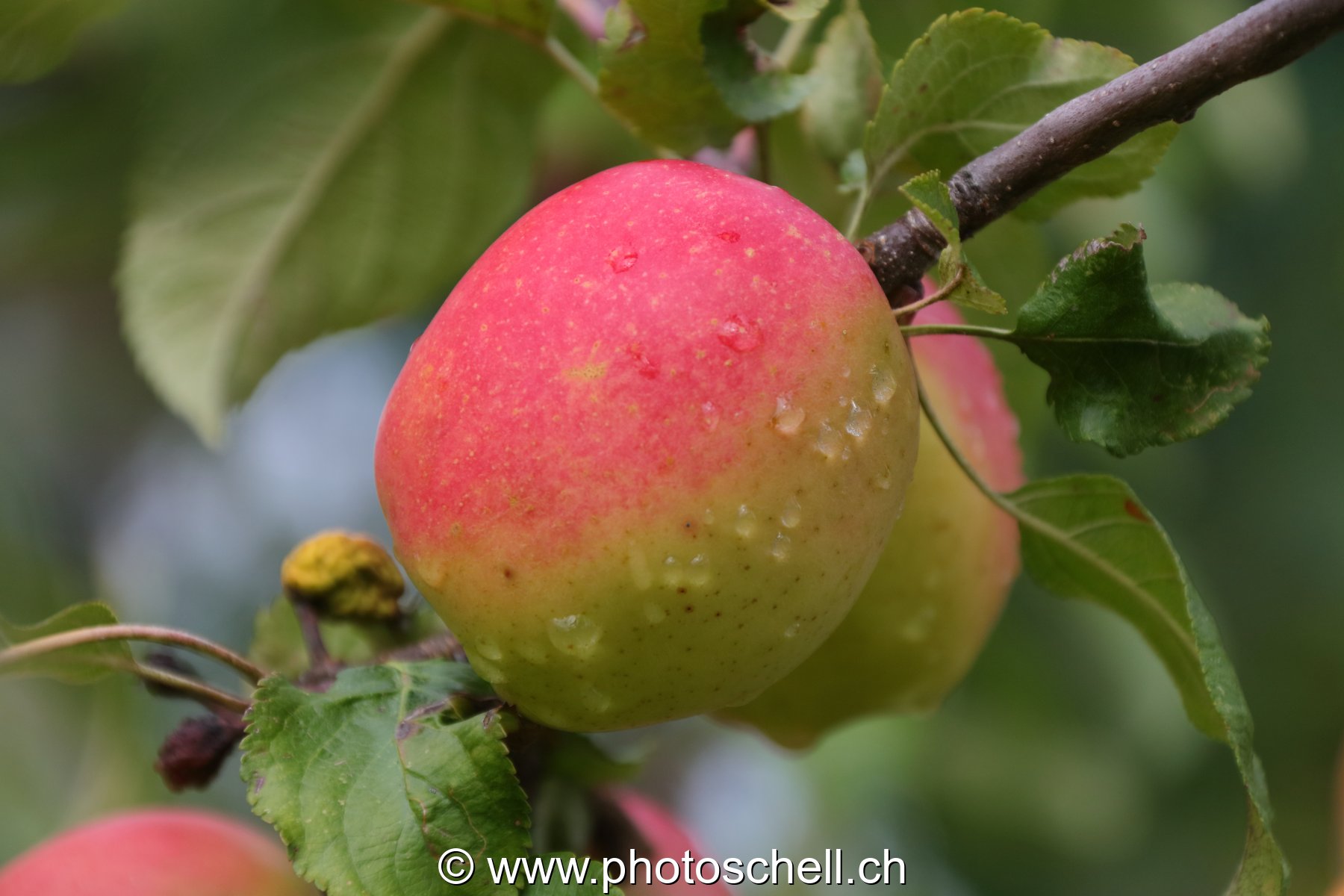 Pomme mouillée