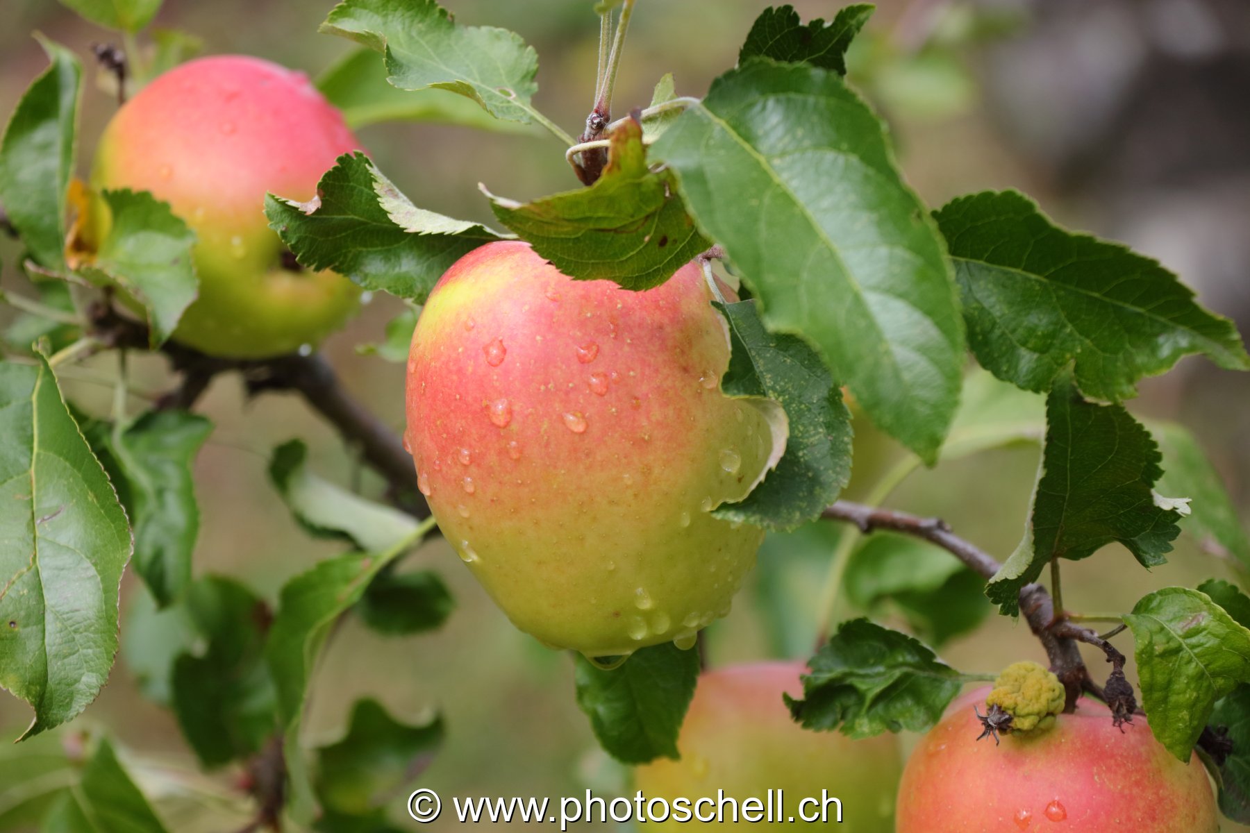 Pommes mouillées