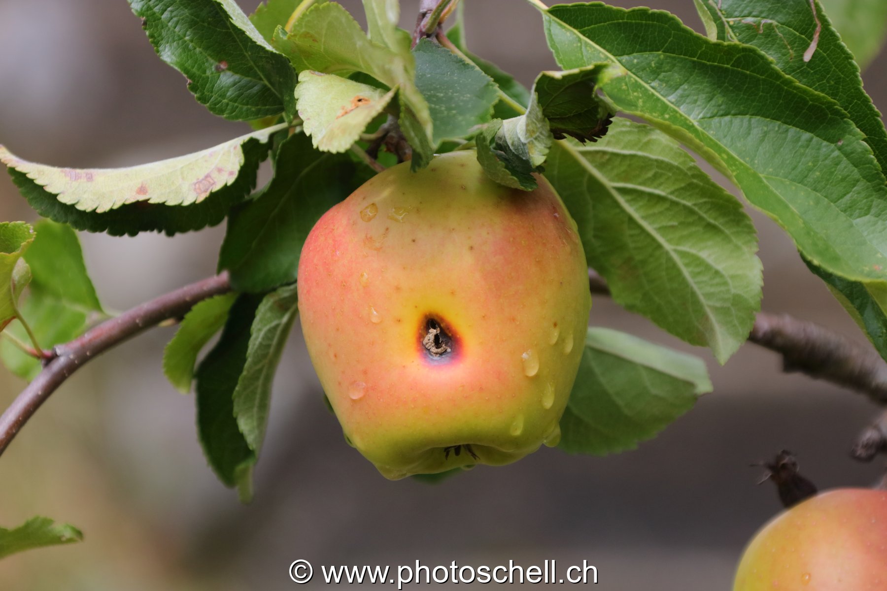 Pomme mouillée et habitée