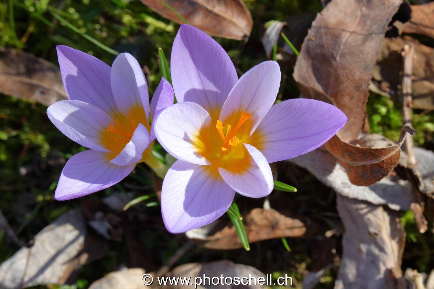 Crocus