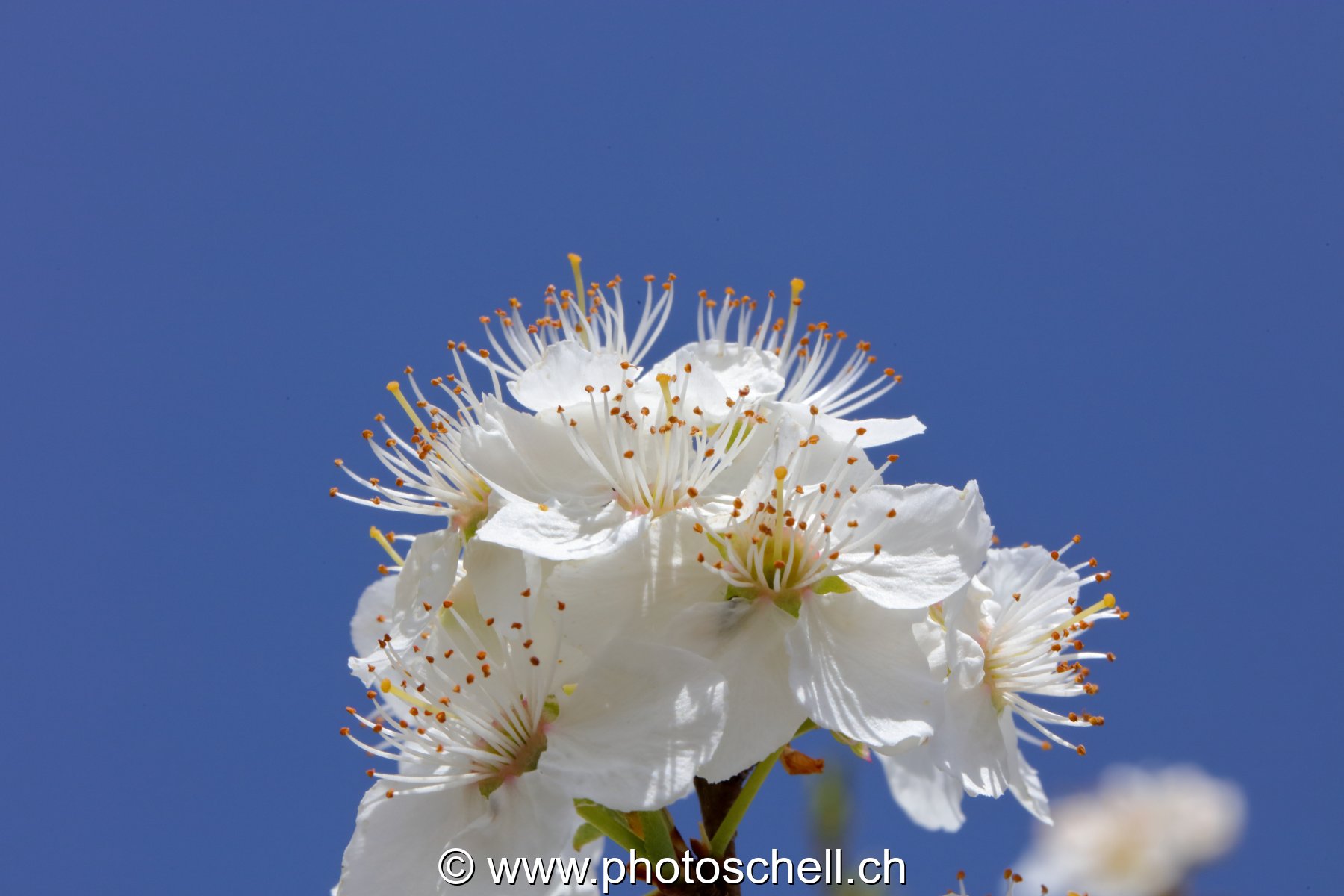Fleurs de mirabellier (macro)