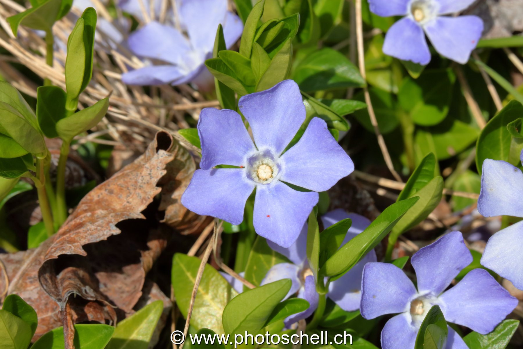 Fleurs