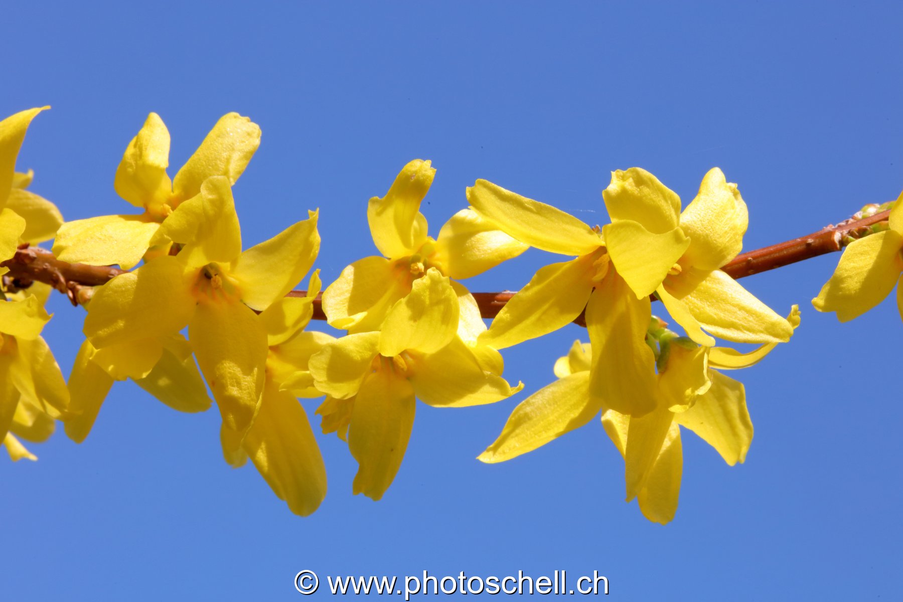 Forsythia