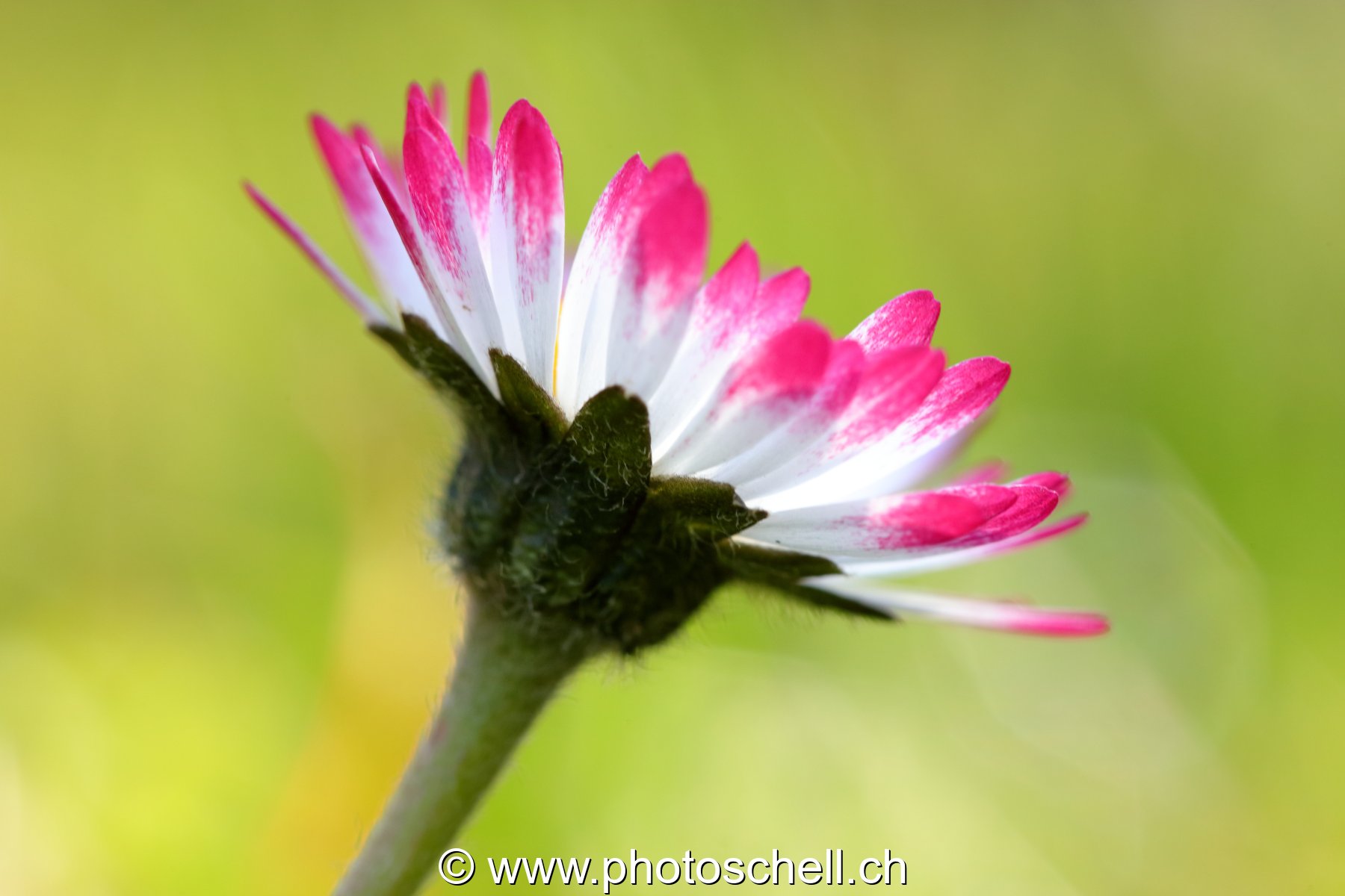 Pâquerette vues du sol (macro)
