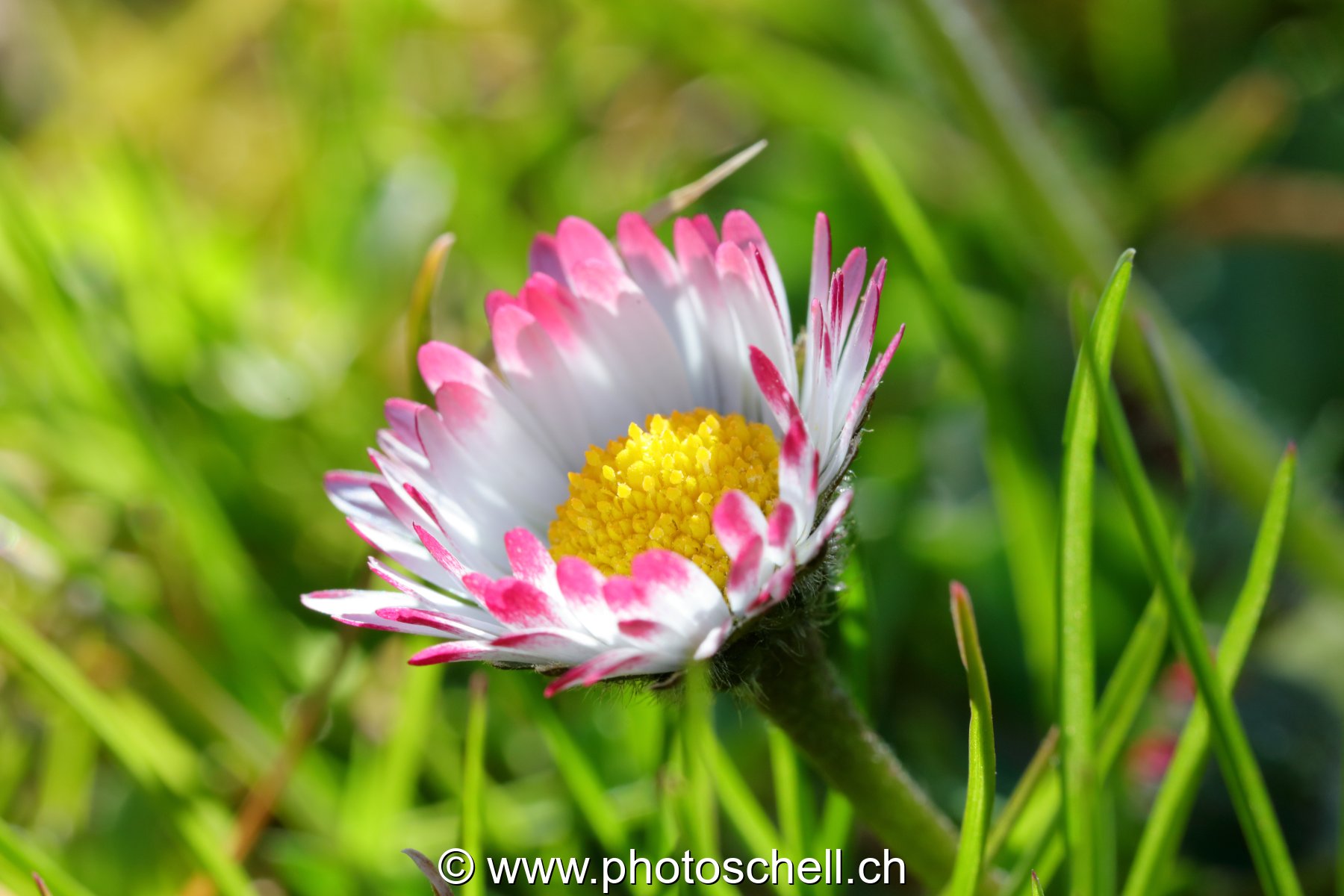 Pâquerette (macro)