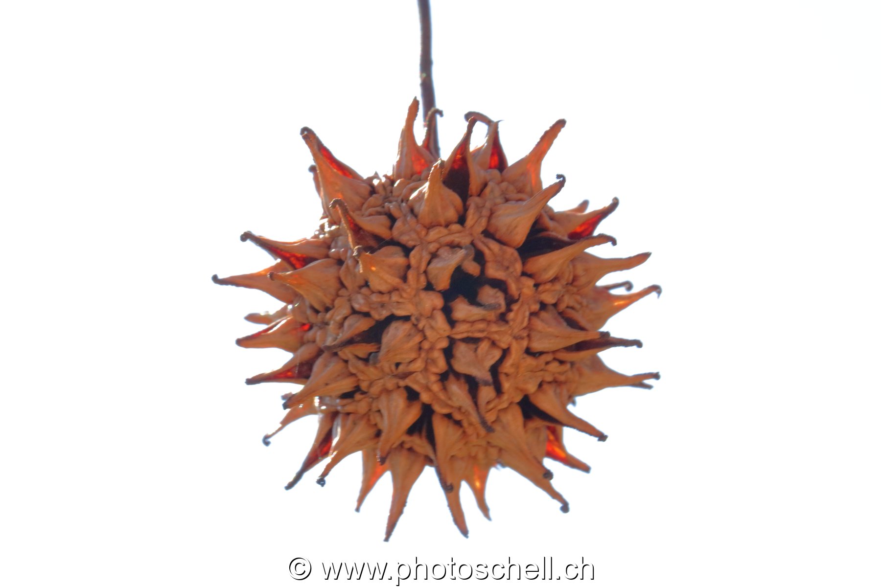 Fruit