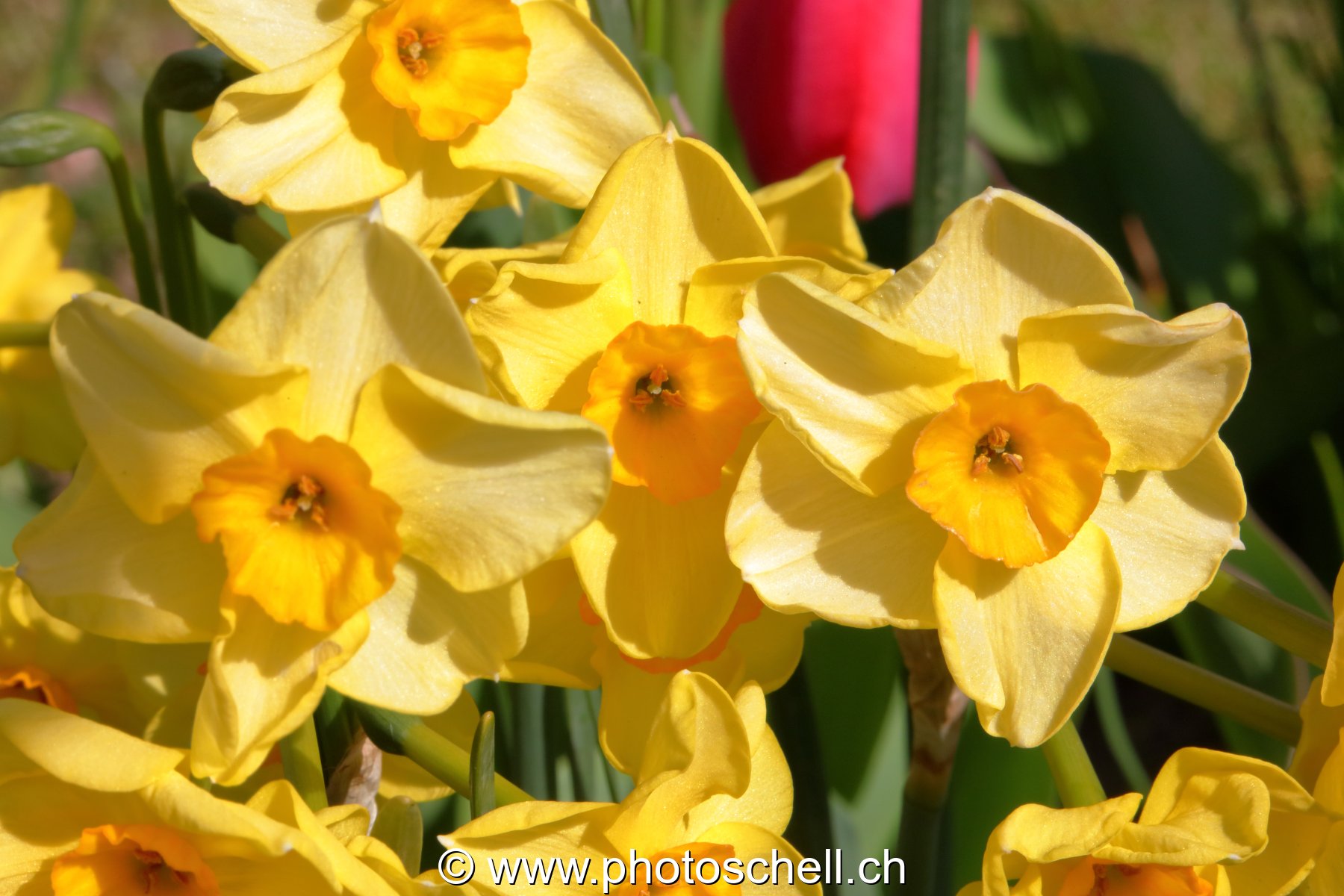 Narcisses multiples