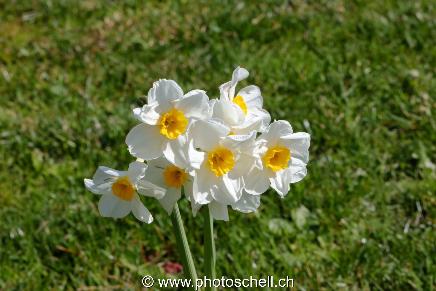 Narcisses multiples