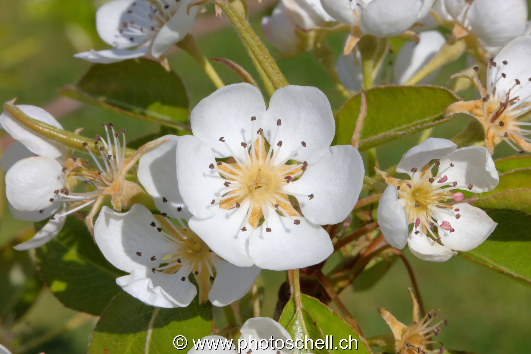 Fleur de mirabellier (macro)