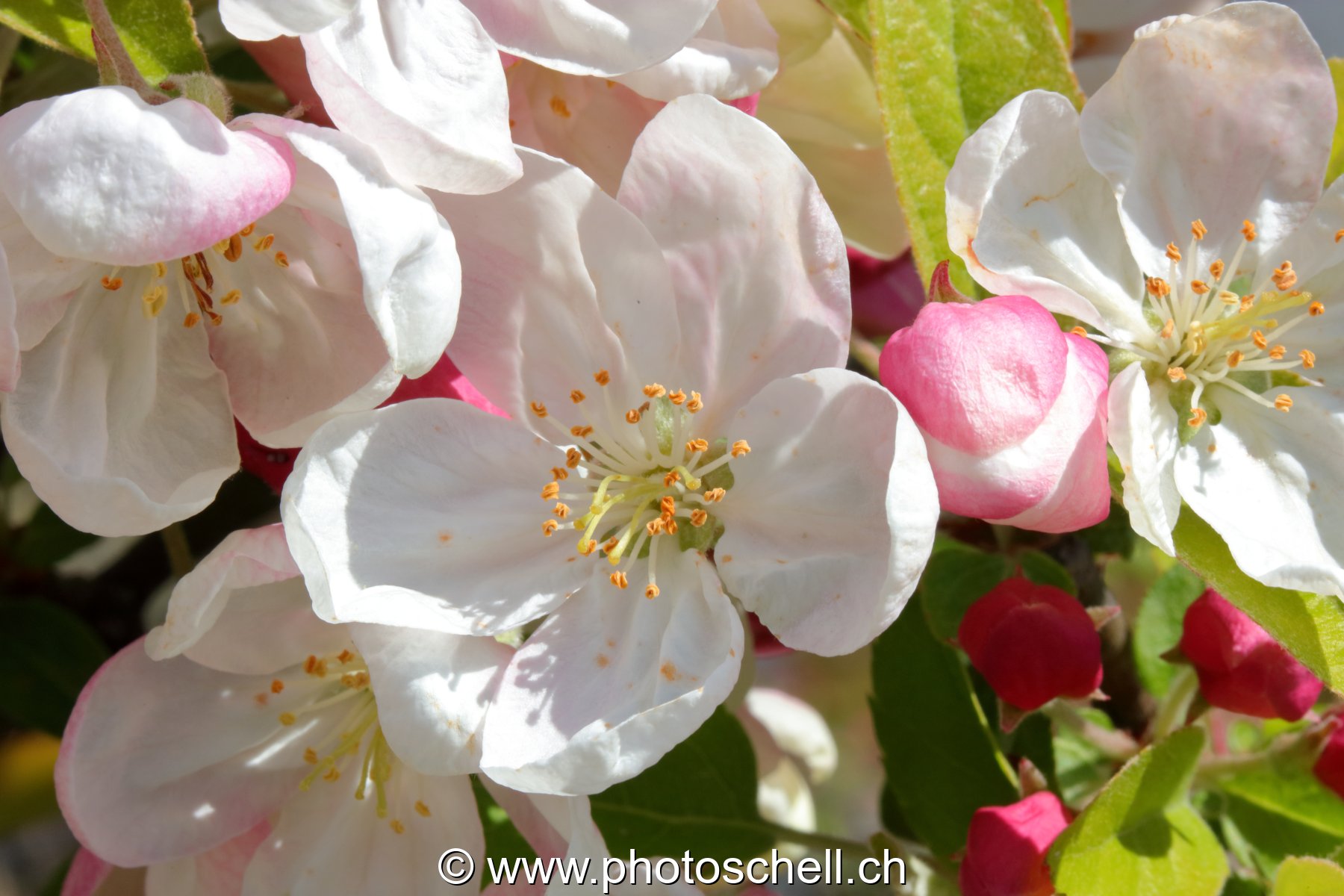 Fleurs de pommier (macro)