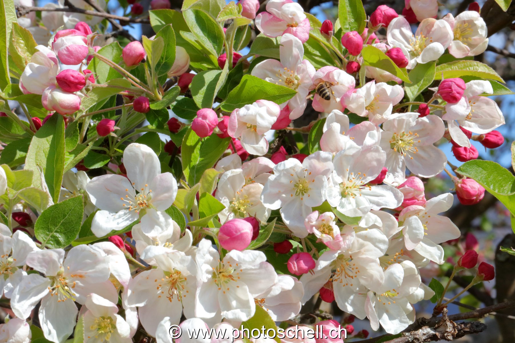 Fleurs de pommier