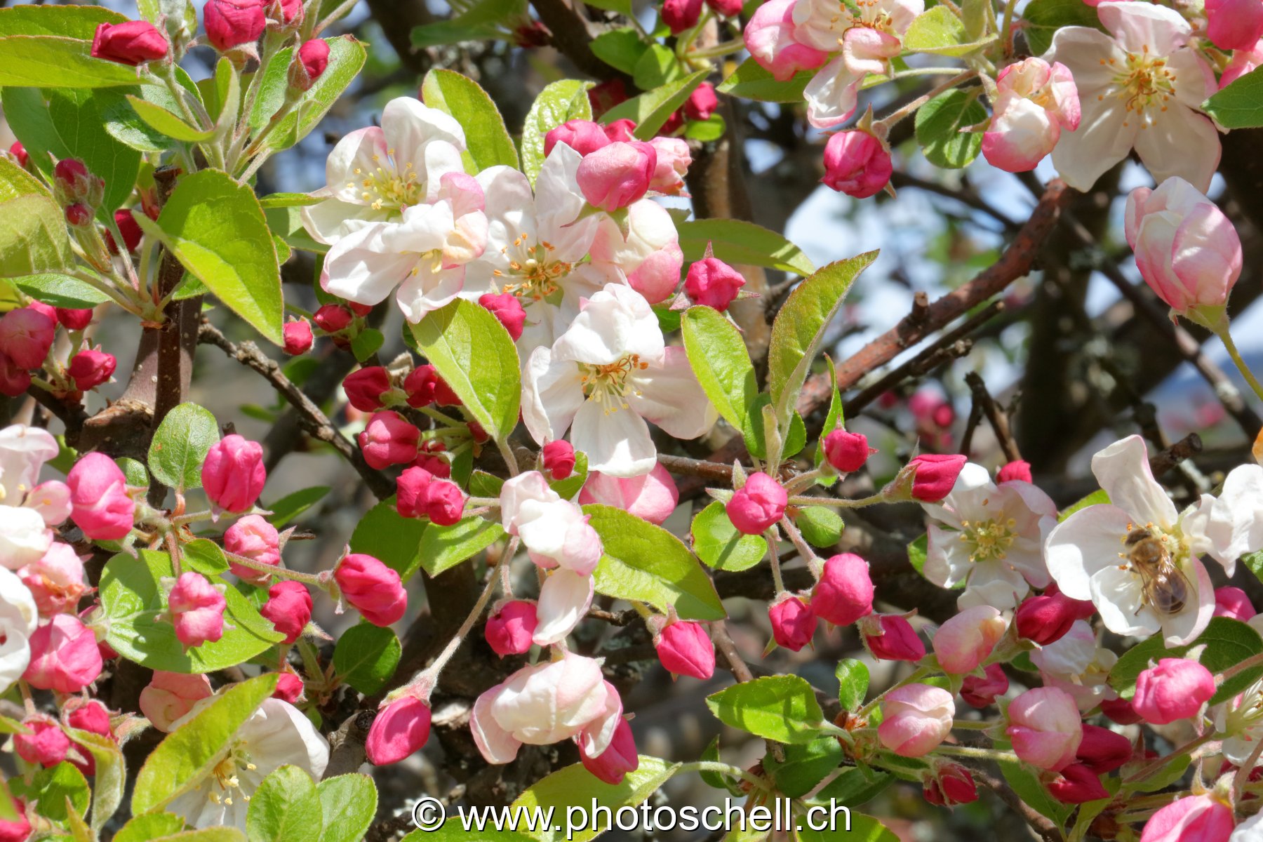Fleurs de pommier
