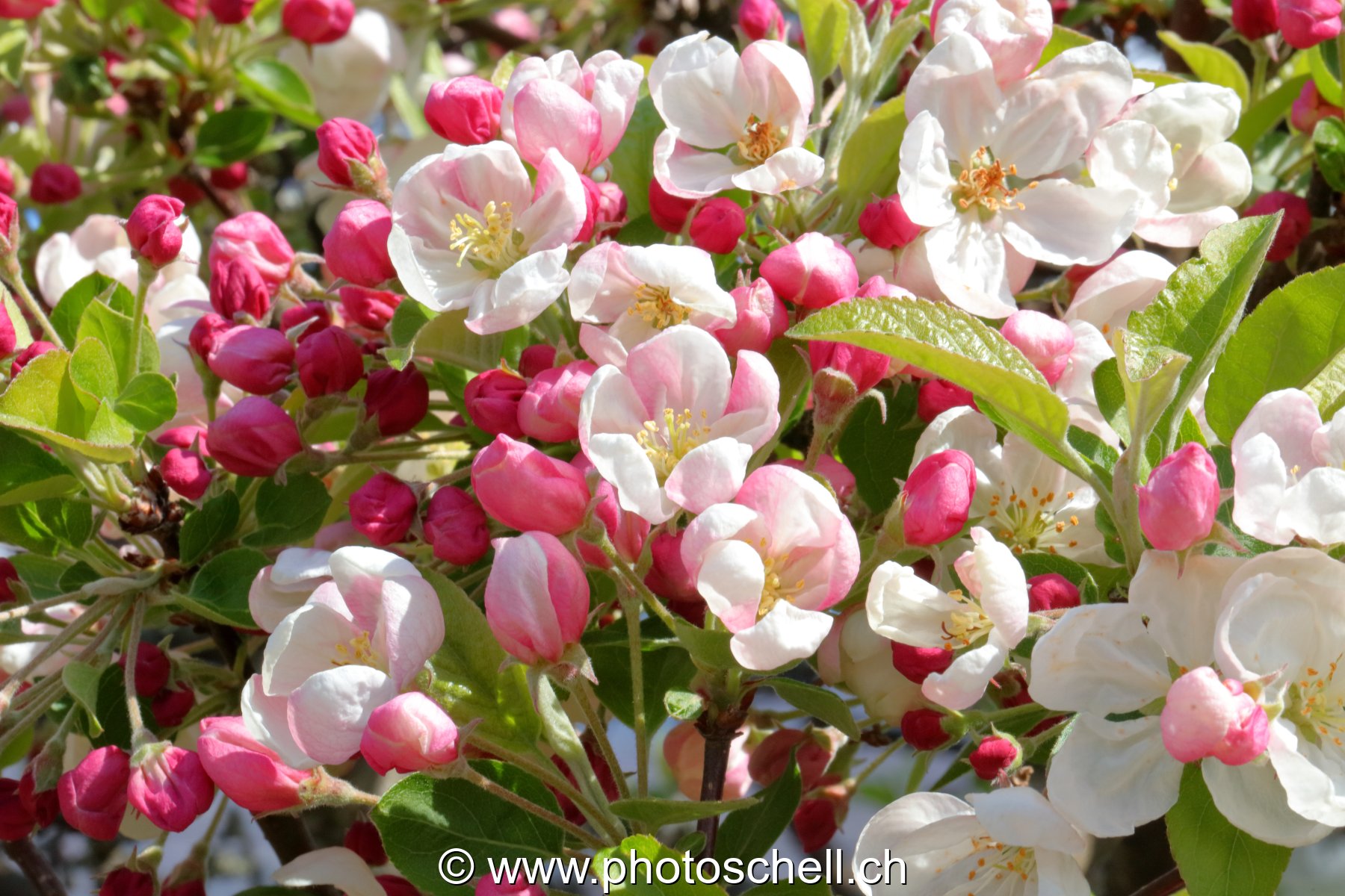 Fleurs de pommier