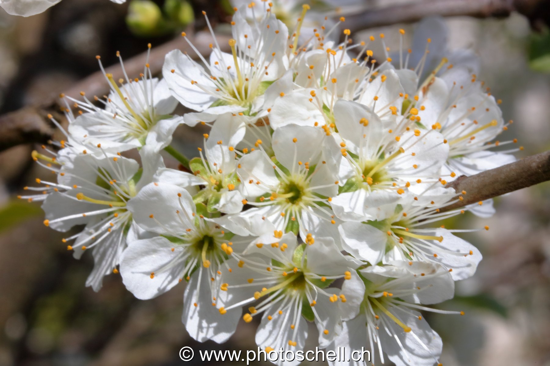 Fleurs de cerisier