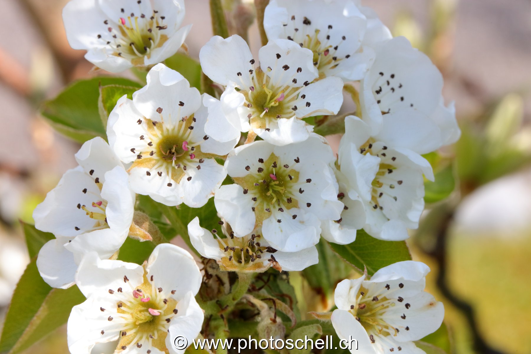 Fleurs de mirabellier
