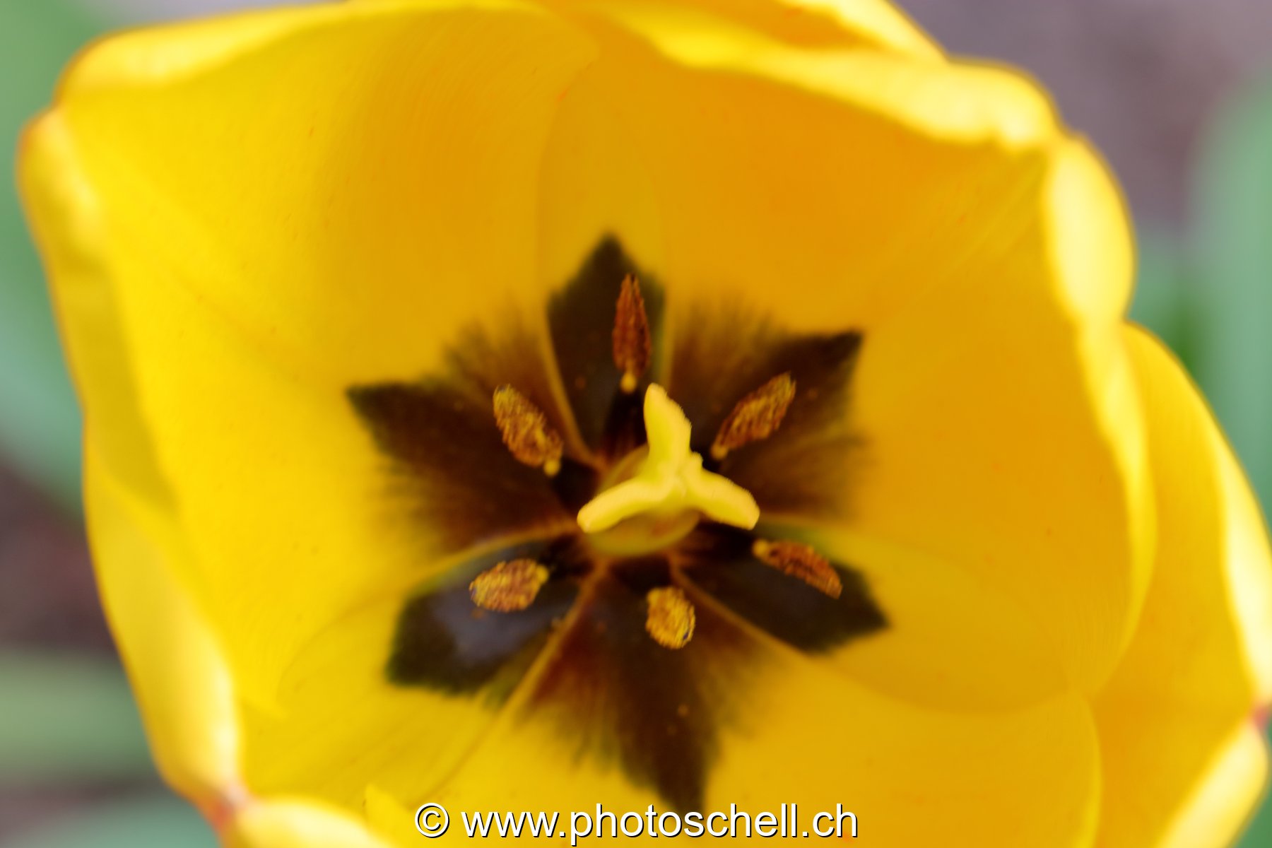 Tulipes