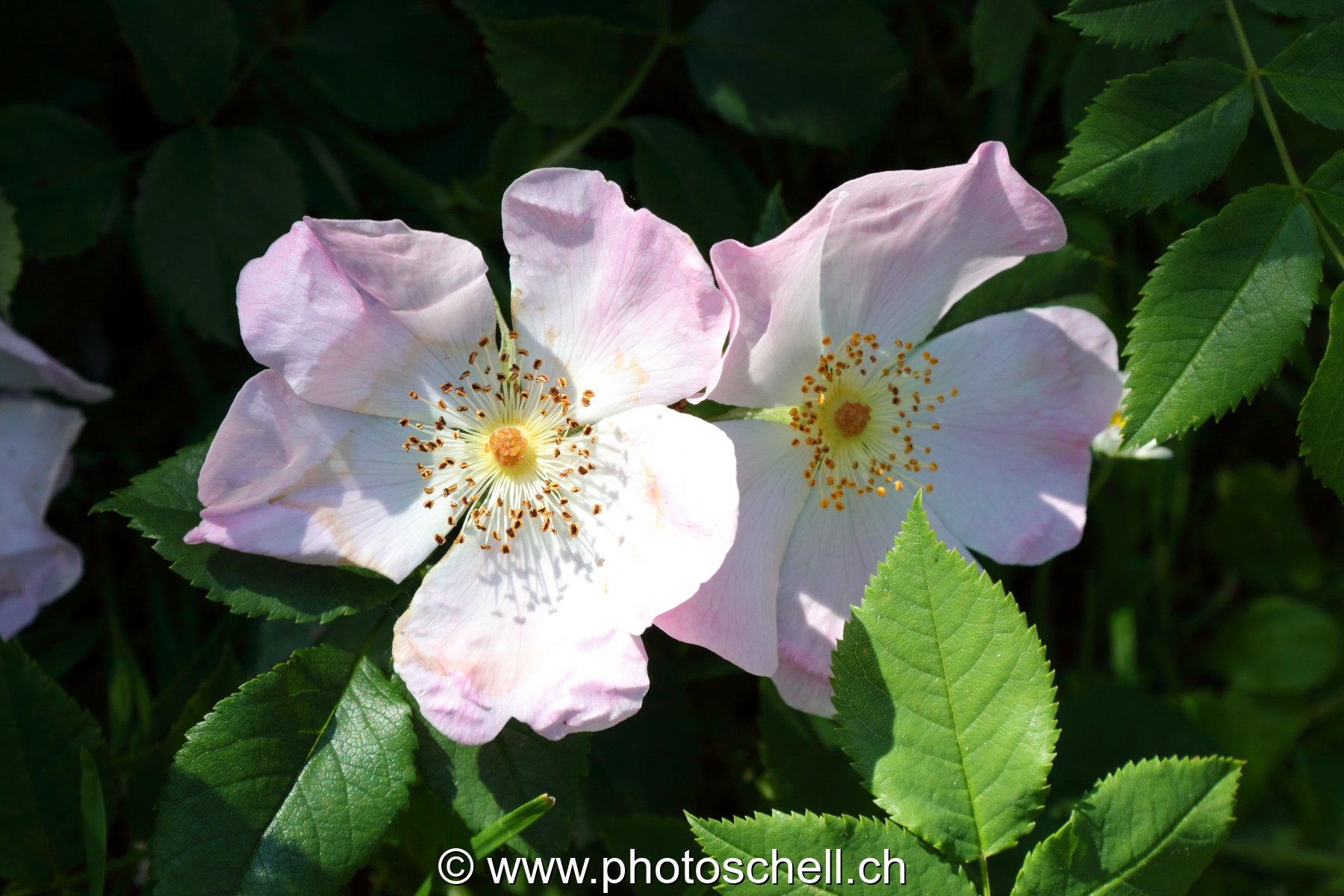 Roses sauvages