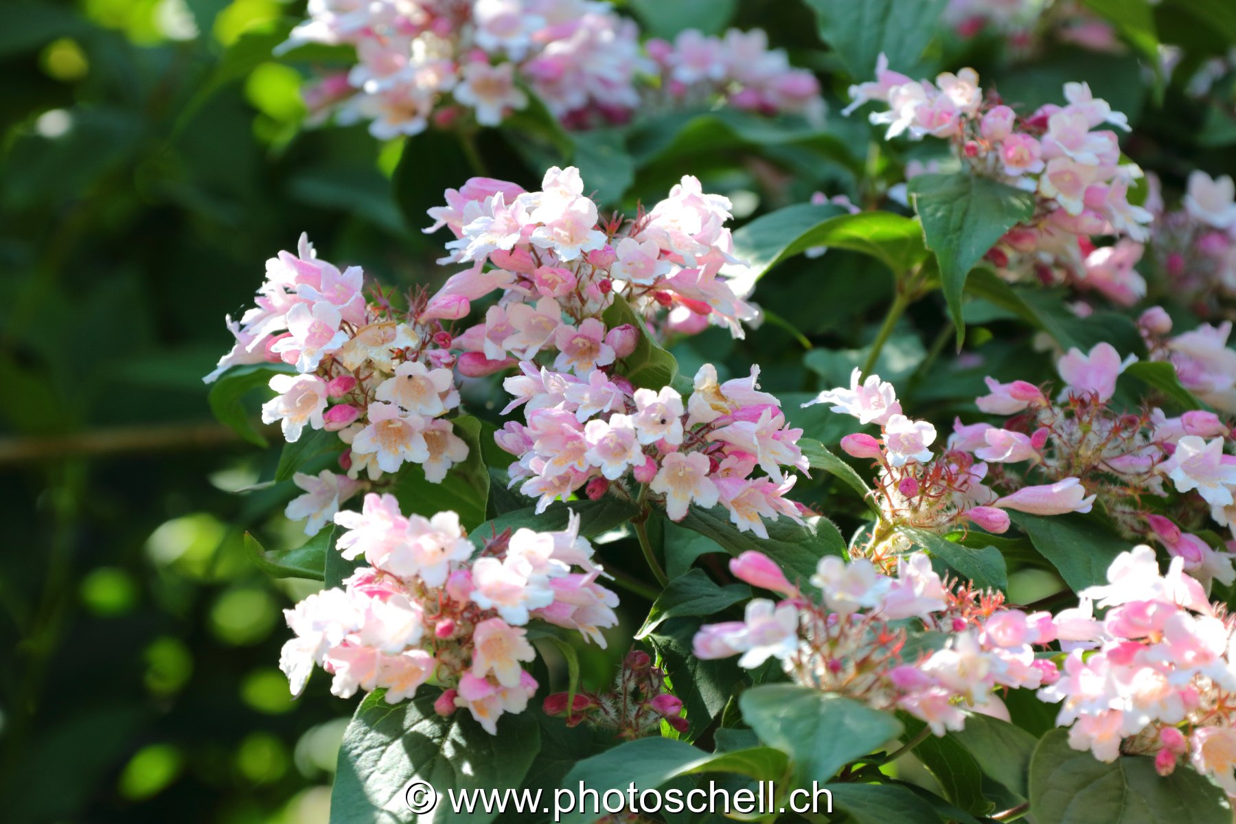 Fleurs