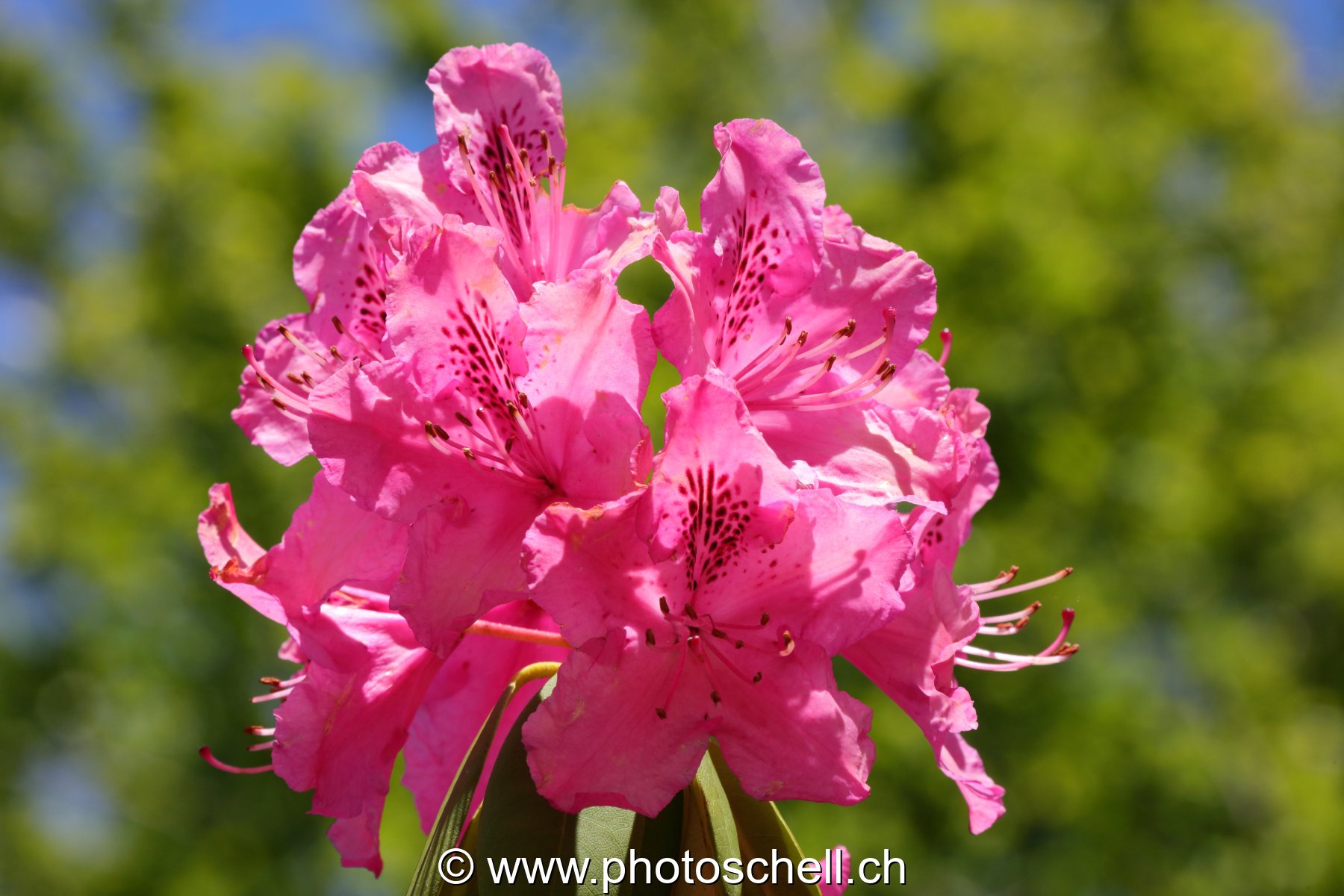Fleurs