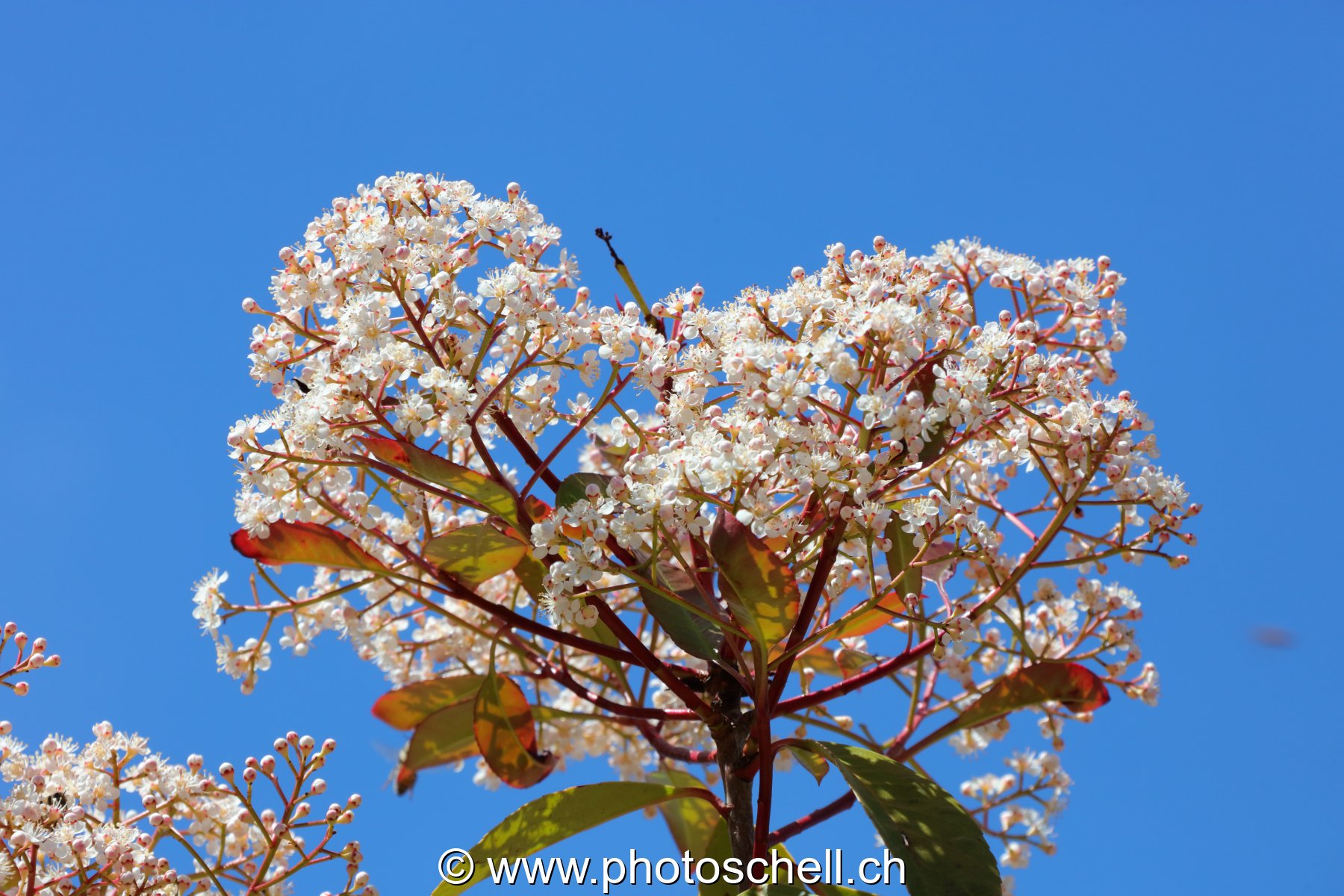 Fleurs