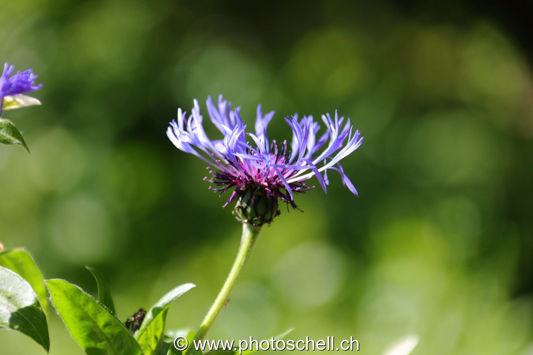 Fleur
