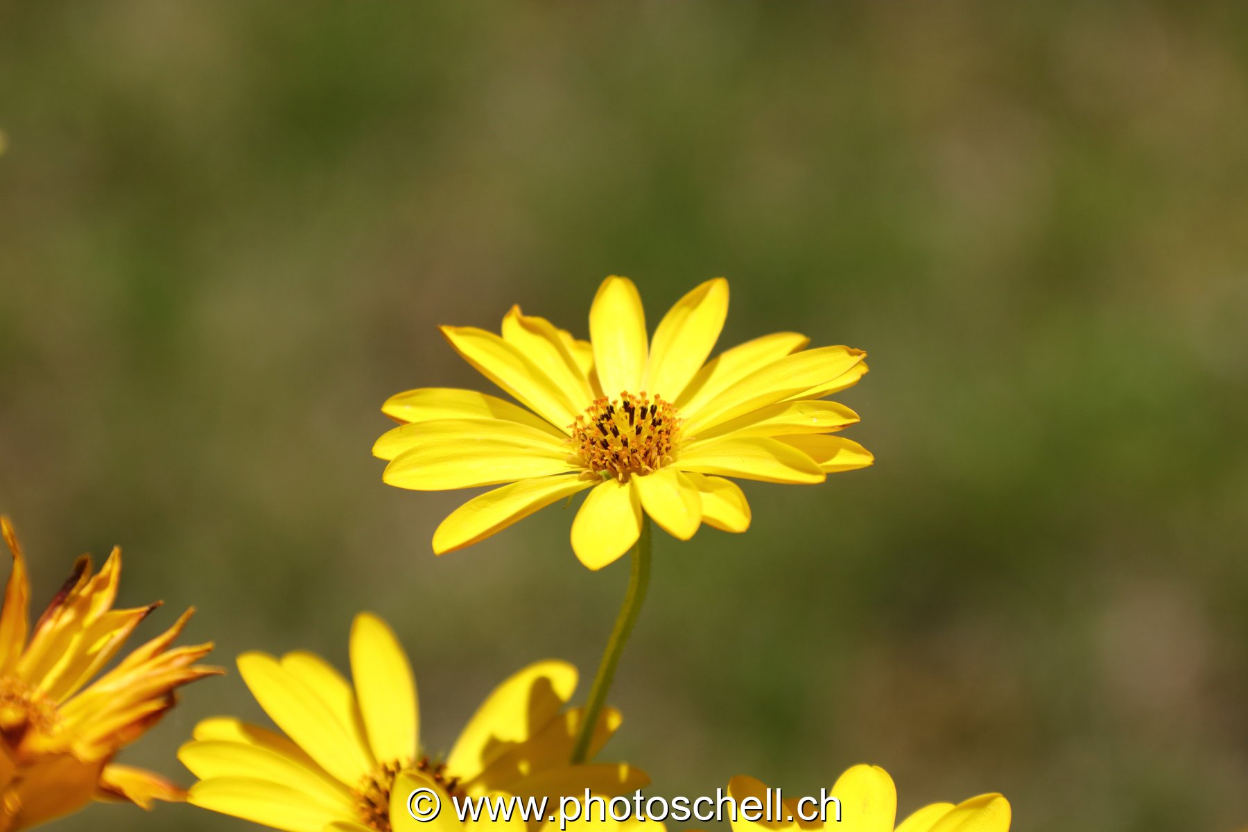 Fleur