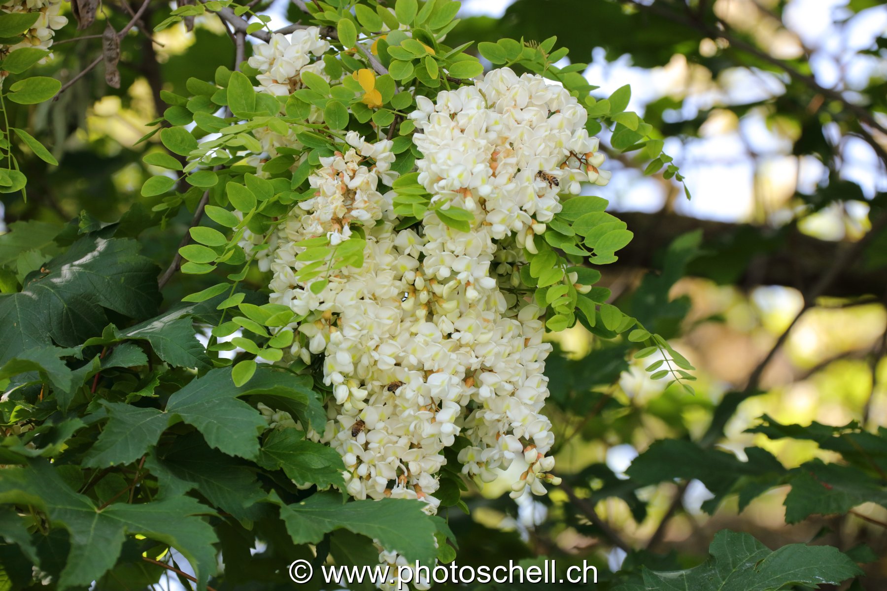 Fleurs d'accacias