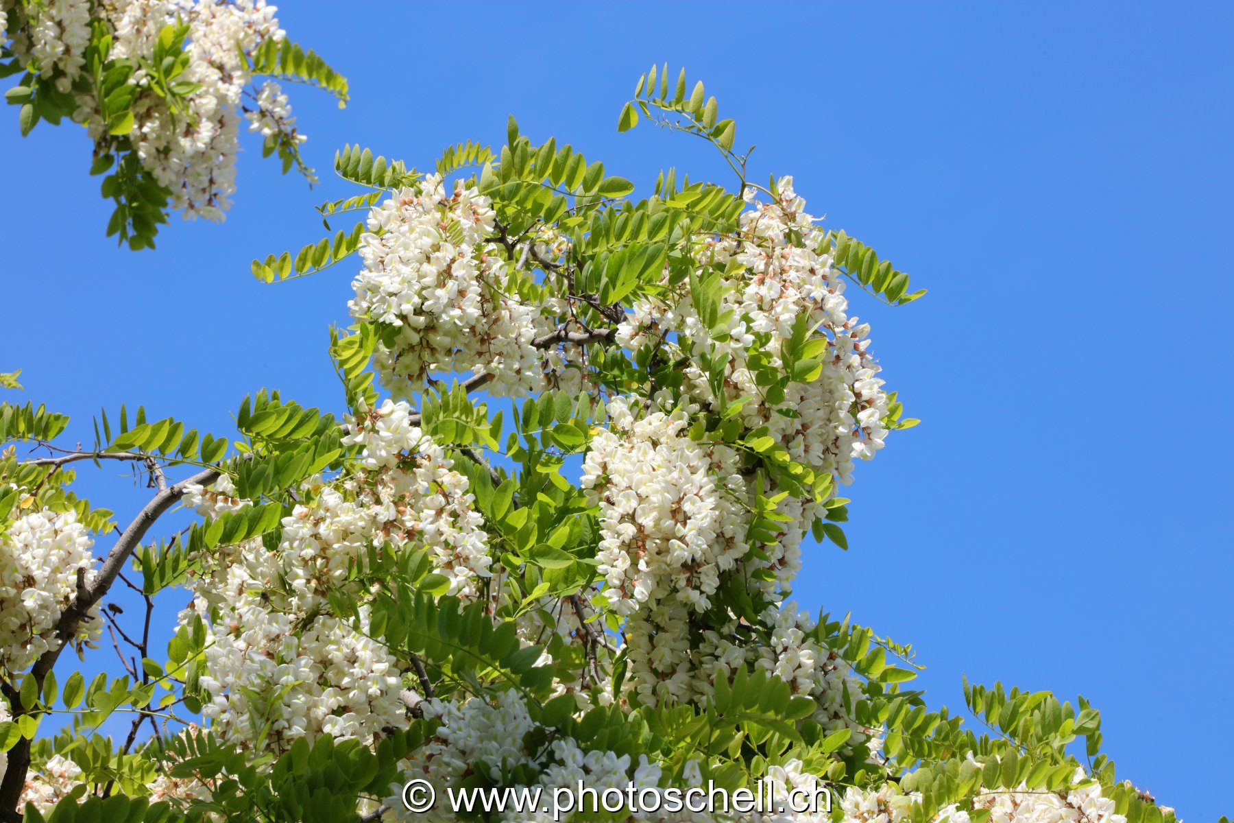 Fleurs d'accacias