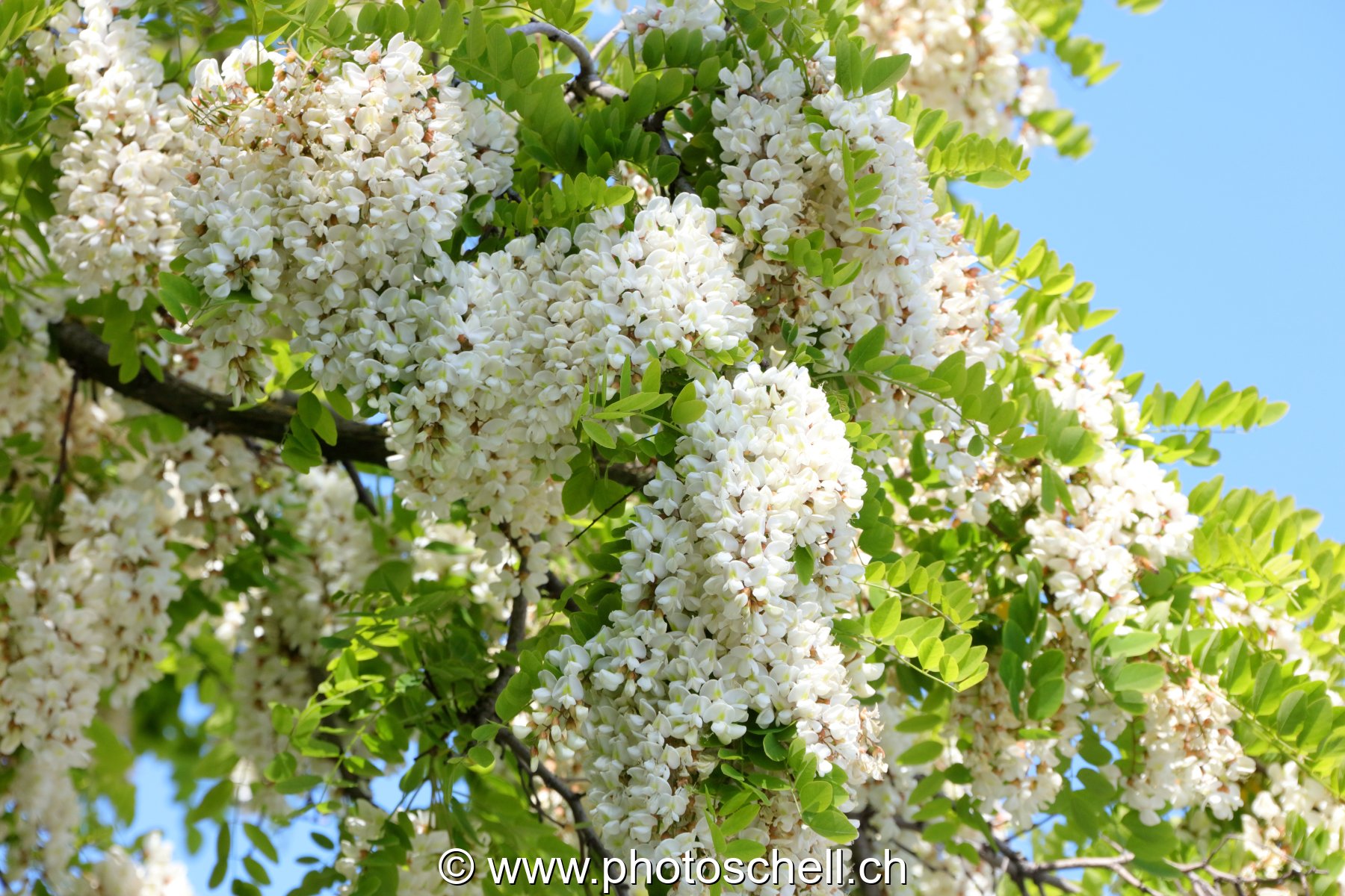 Fleurs d'accacias