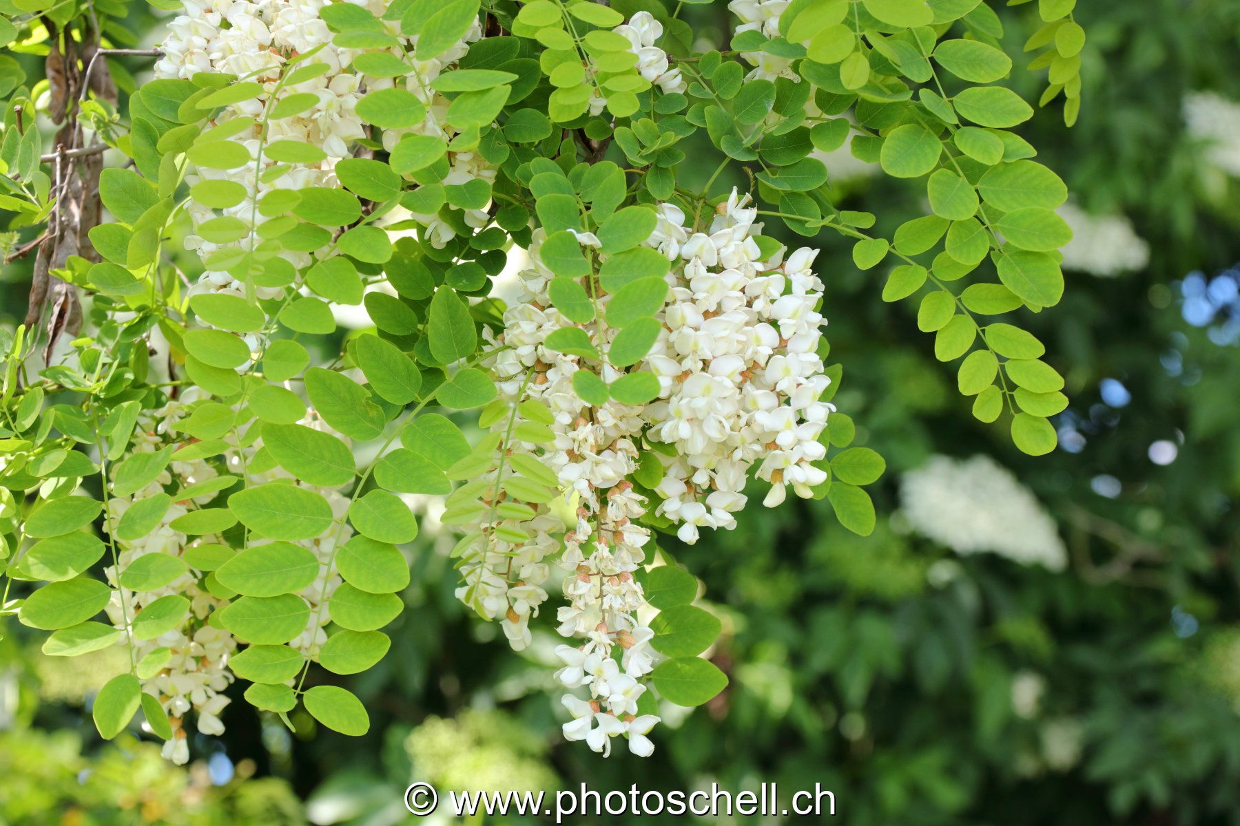 Fleurs d'accacias