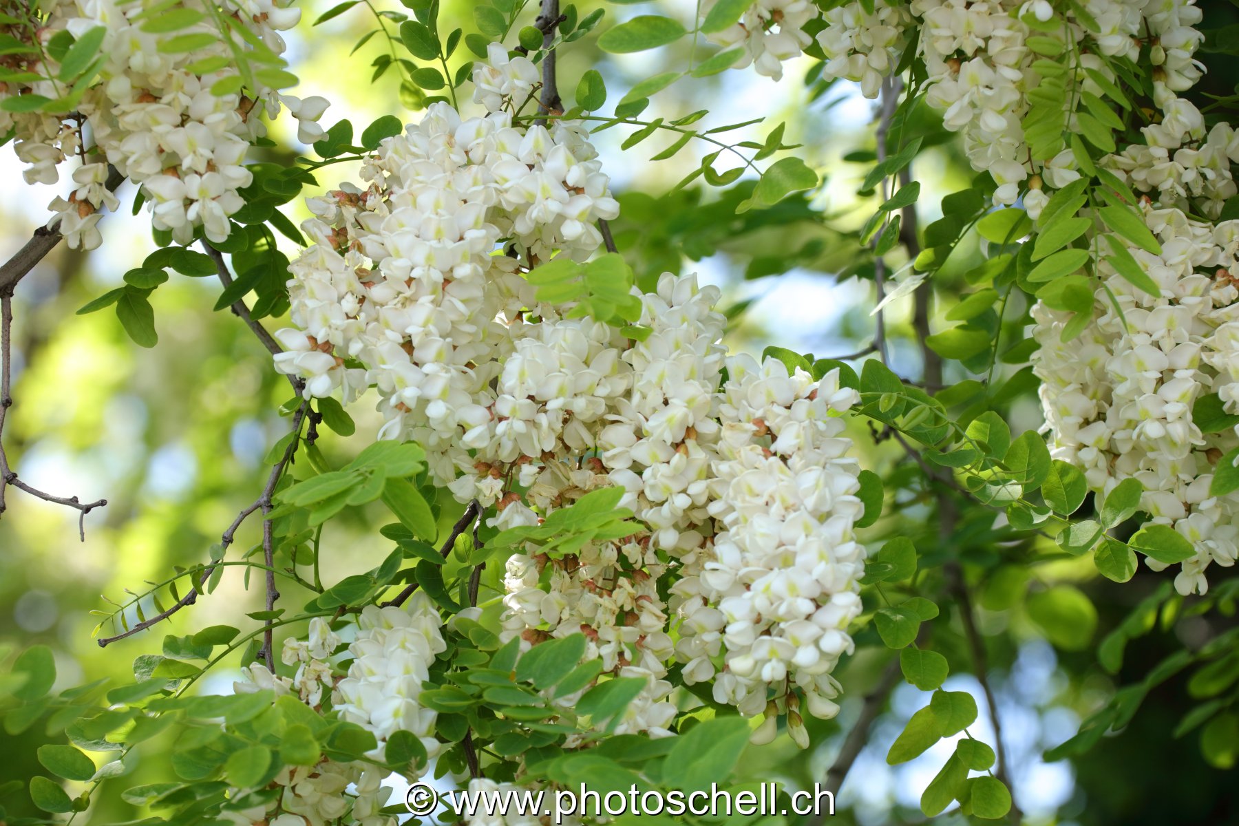 Fleurs d'accacias
