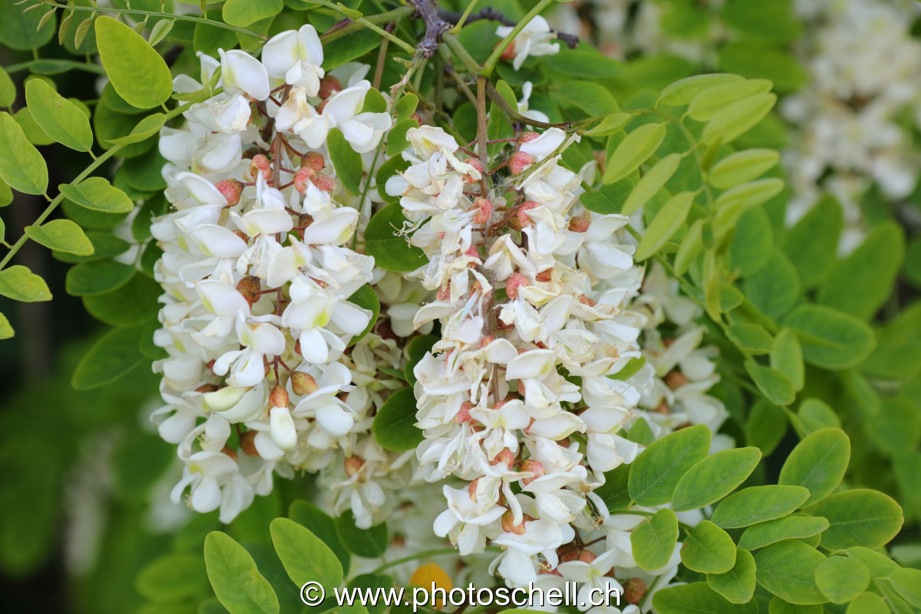 Fleurs d'accacias