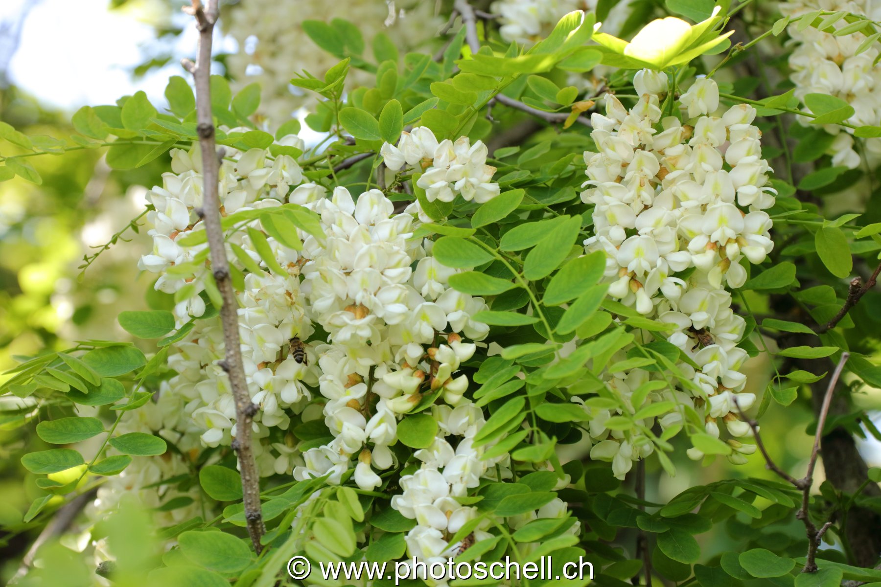 Fleurs d'accacias