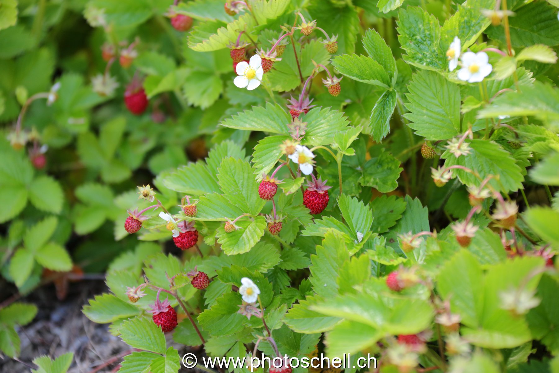 Fraises des bois