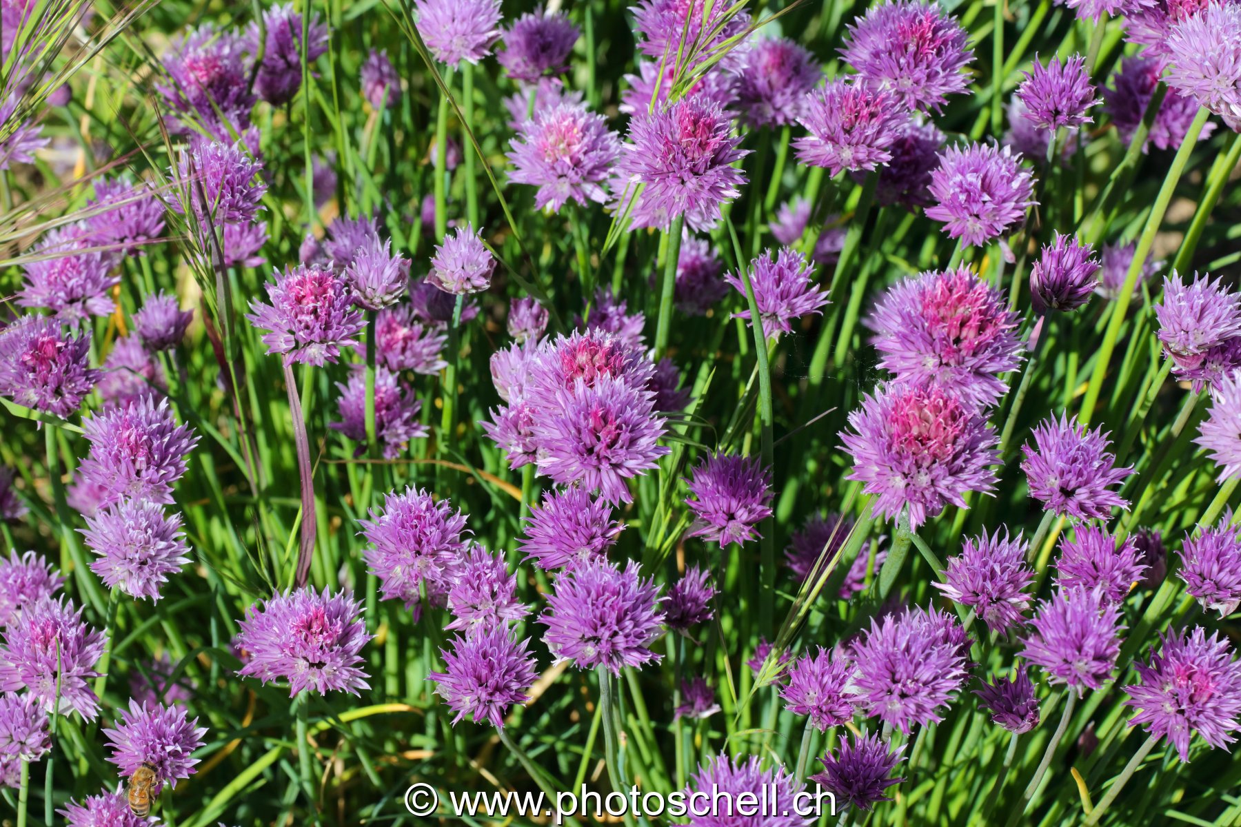 Fleurs de ciboulette