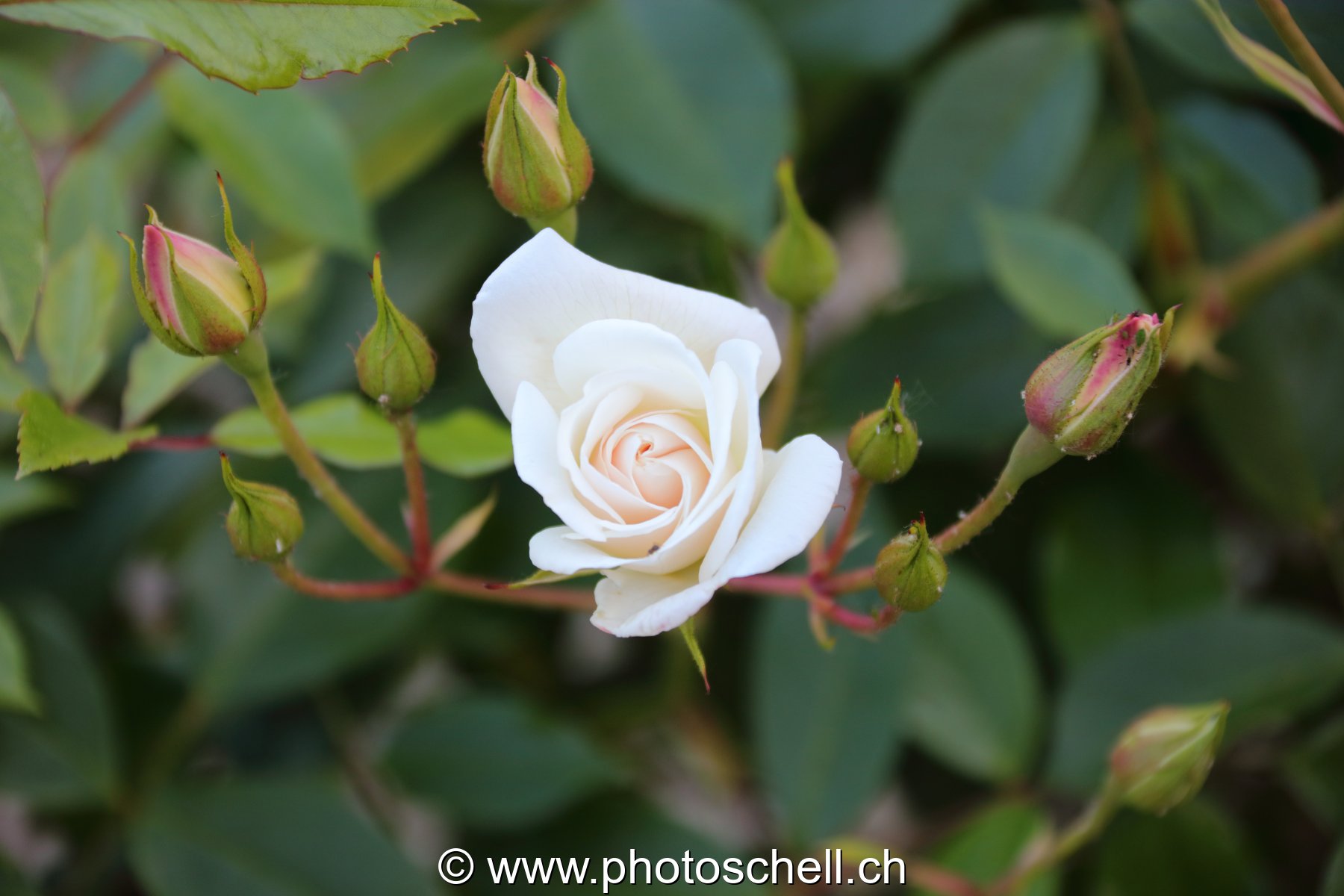 Rose blanche en train de s'ouvrir