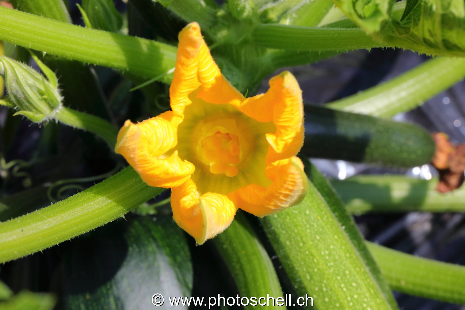 Fleur de courge