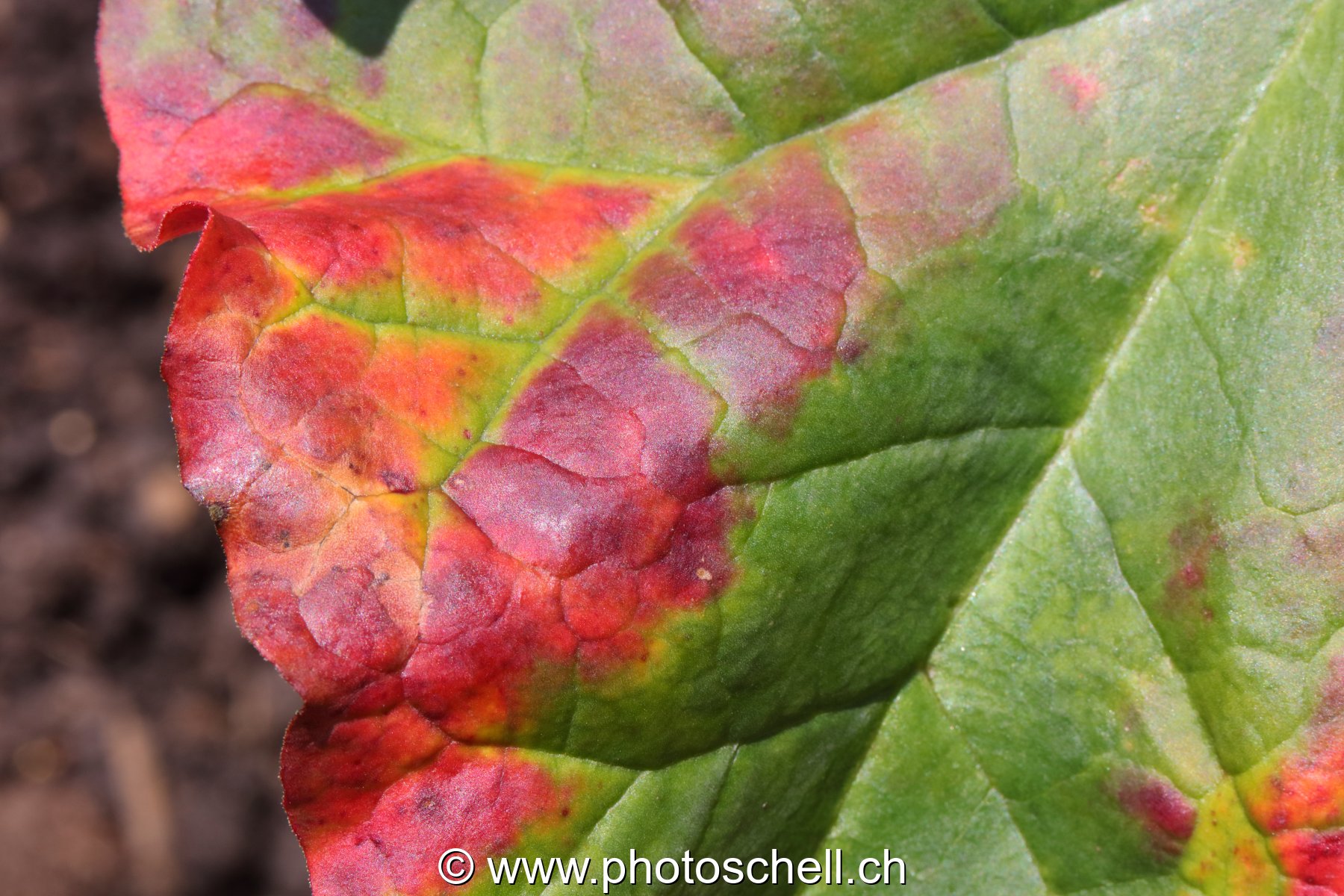 Feuilles malades